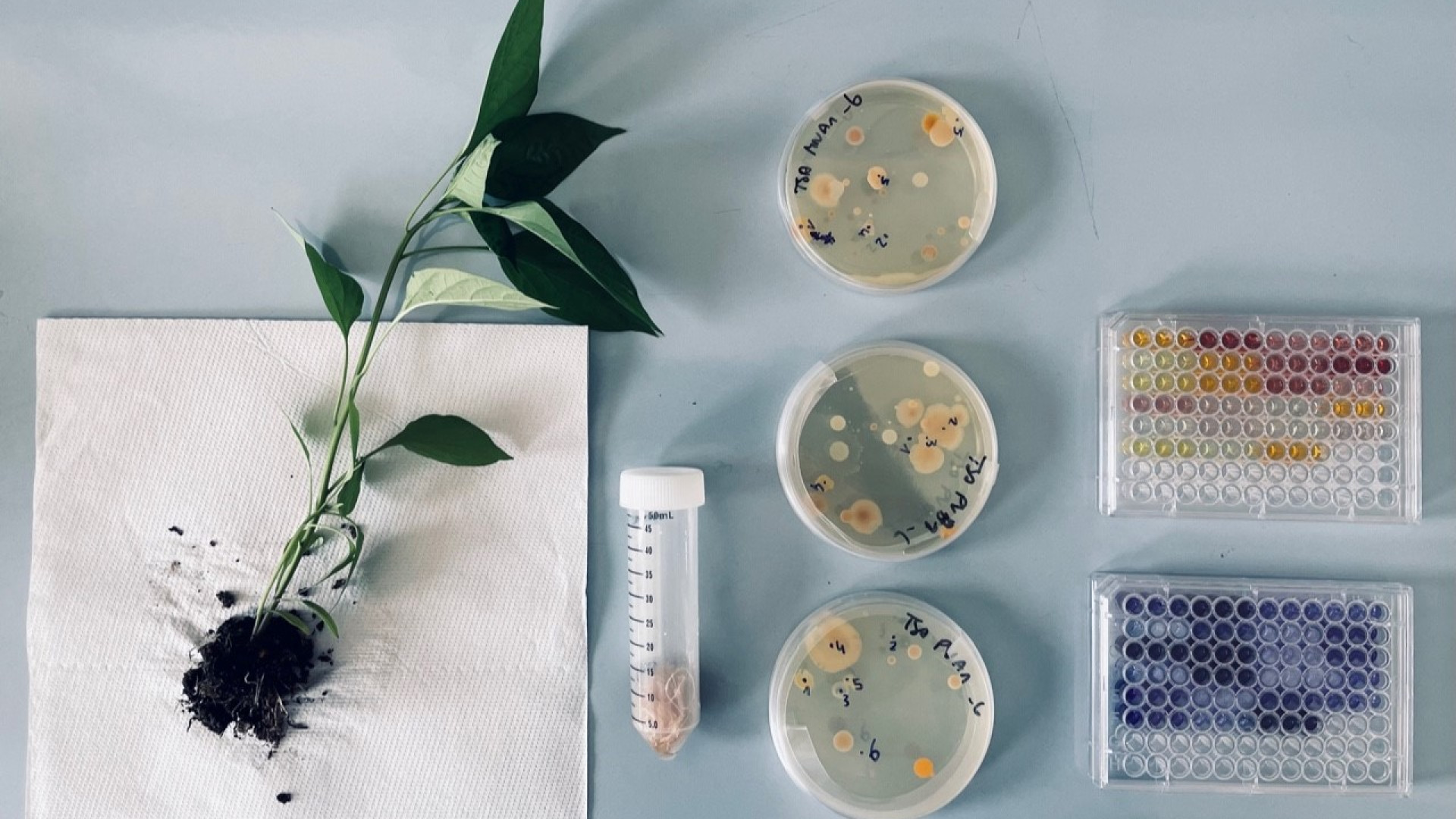 Ricerca Cattolica di Piacenza: fertilizzanti "bio-green" dagli scarti della filiera alimentare