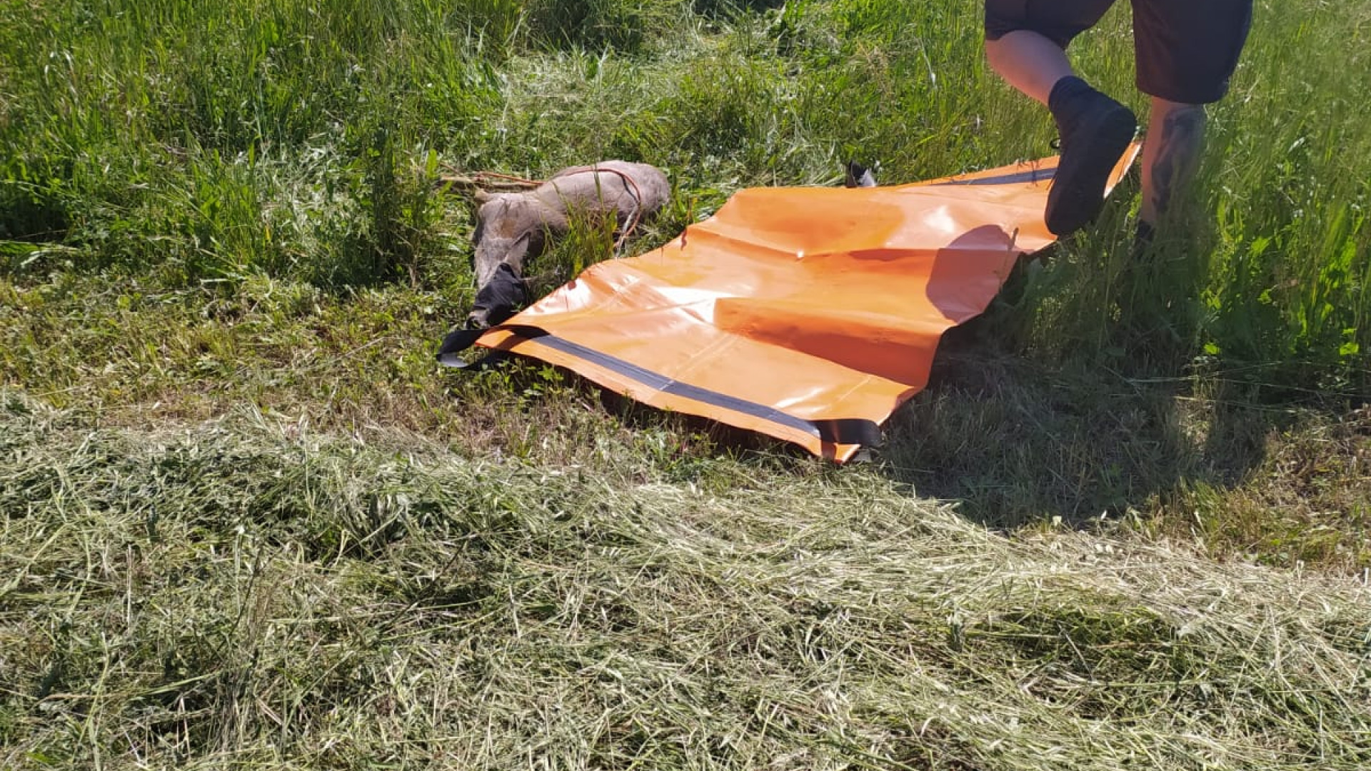 Capriolo ferito a Rivergaro: interviene il Wild Life Rescue Center. FOTO