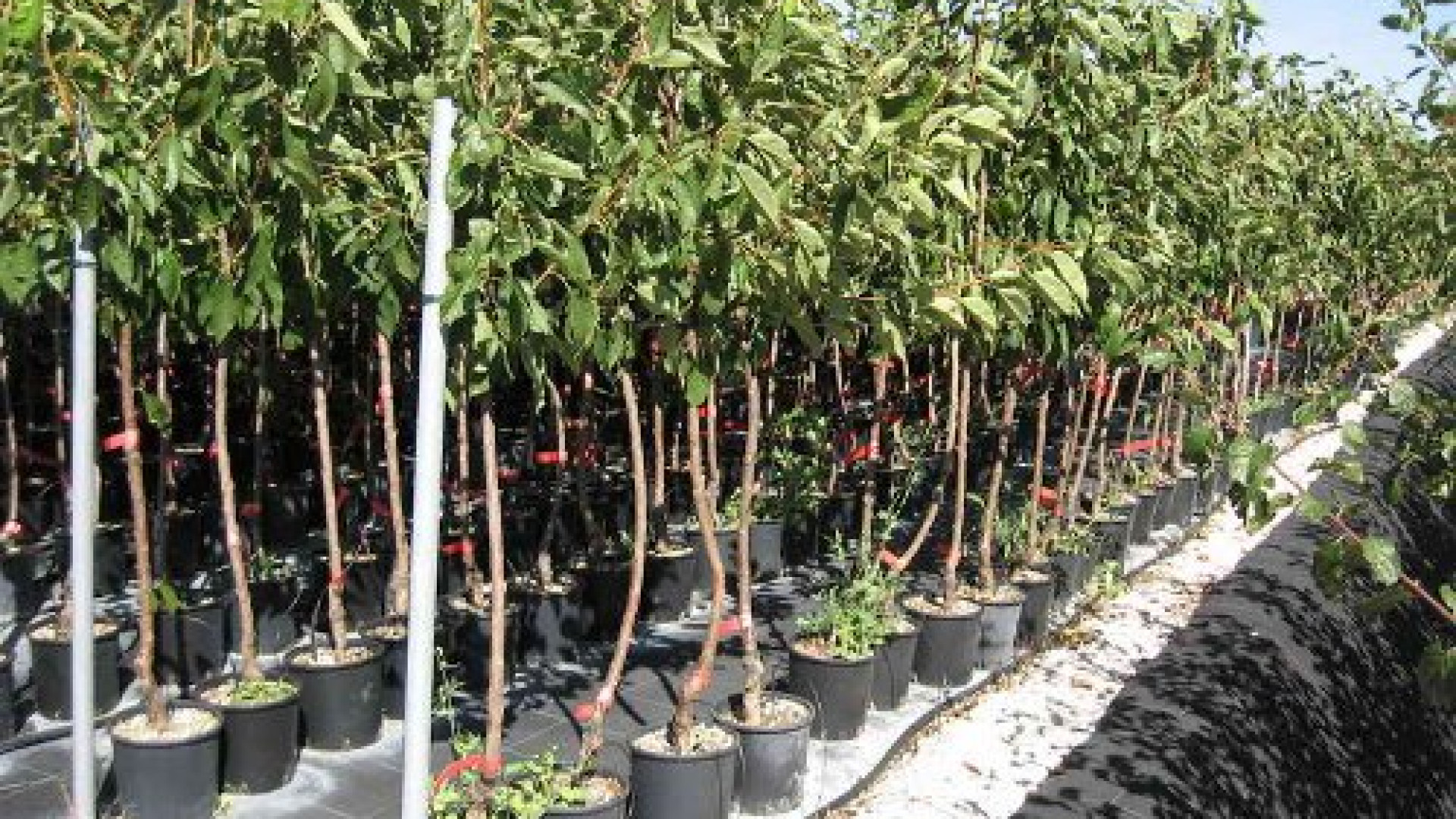 Alberi gratuiti, dal 25 novembre le richieste al Comune di Piacenza