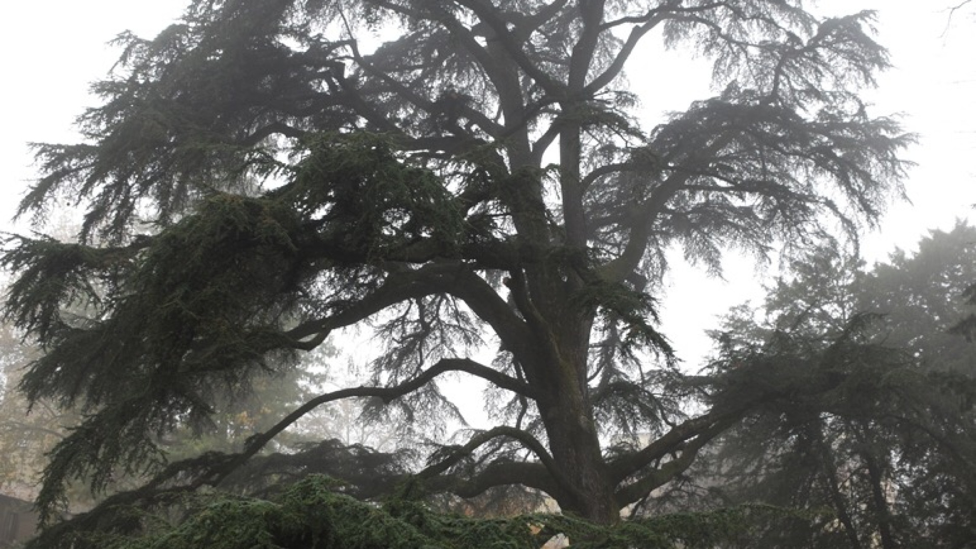 Alberi monumentali, portato a termine il censimento del comune di Piacenza