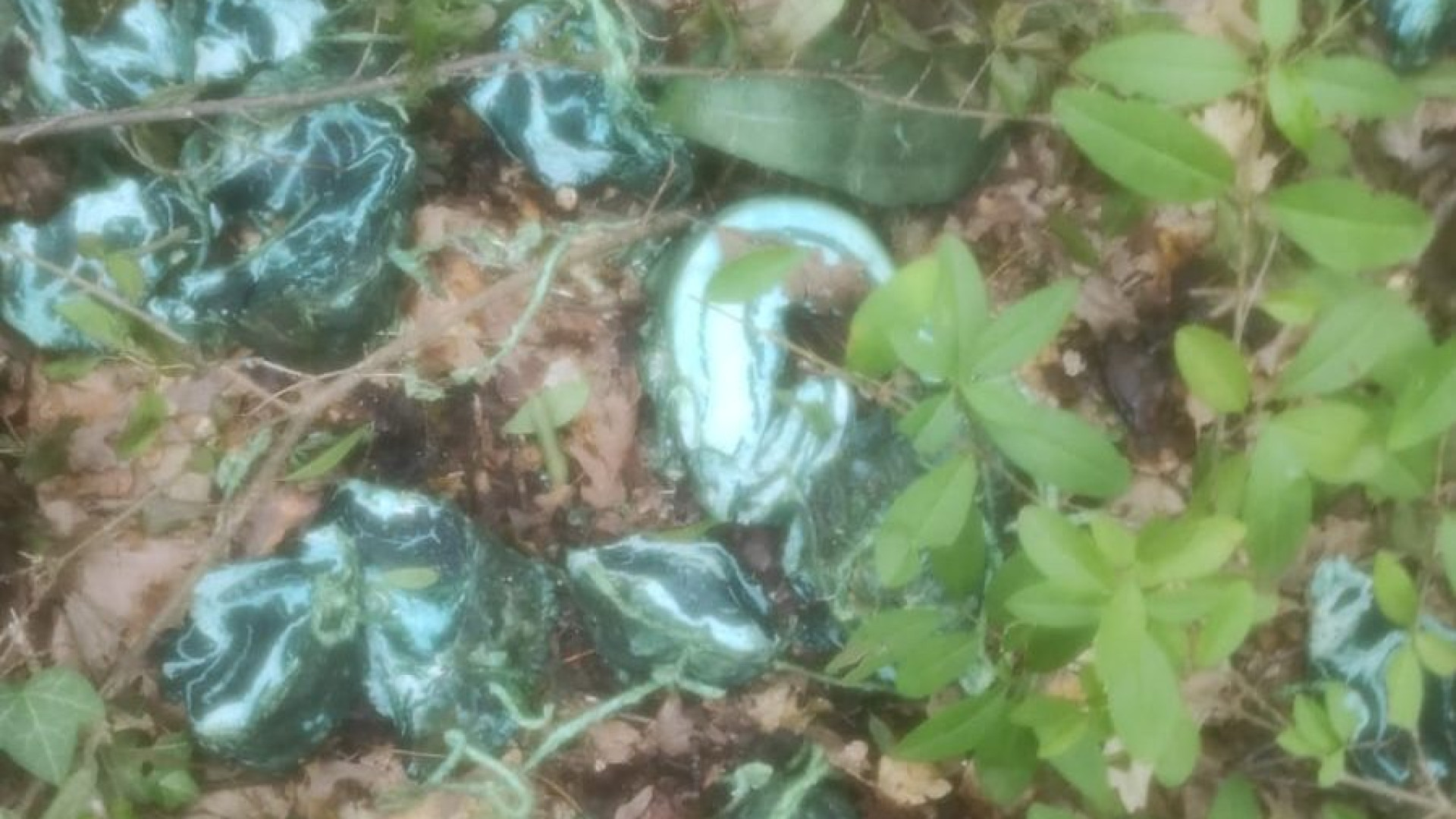 Bocconi killer nel bosco di Prato Ottesola: bonifica della zona con i cani anti-veleno