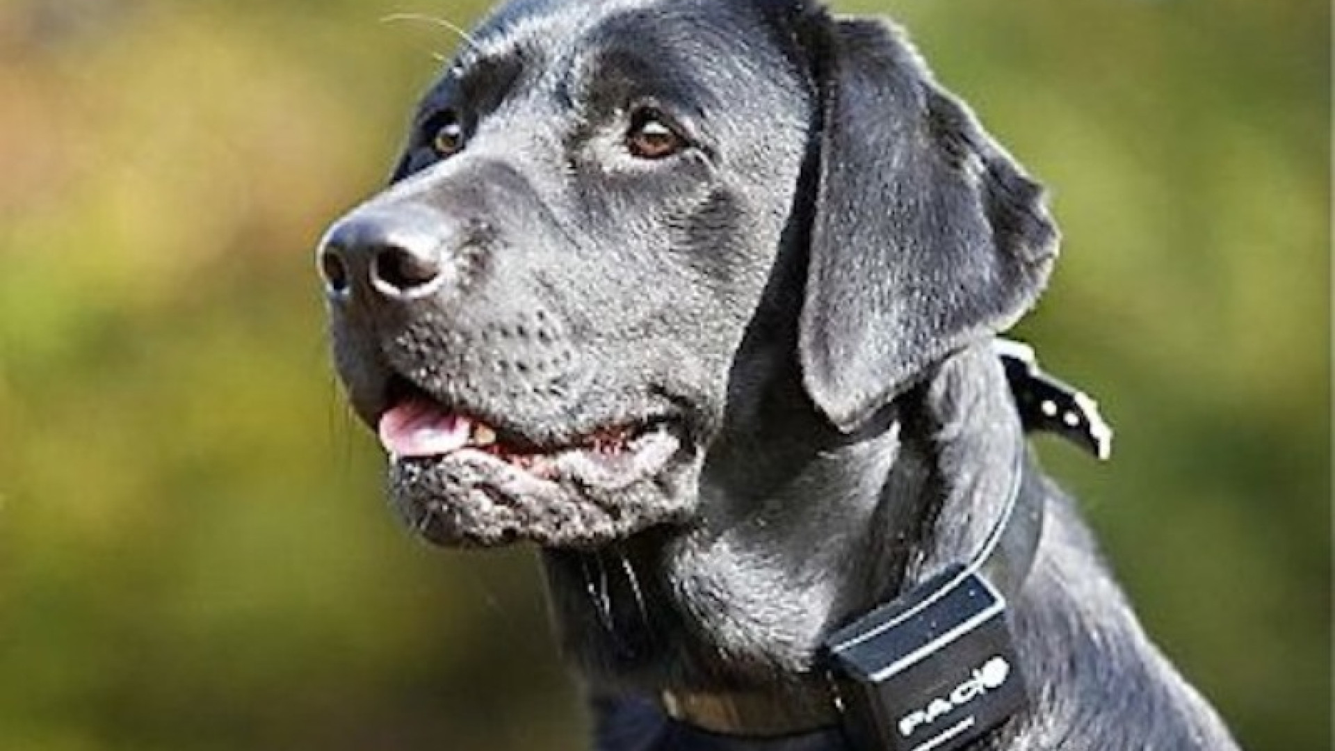 Pianello, scariche elettriche sul cane da caccia: denunciato