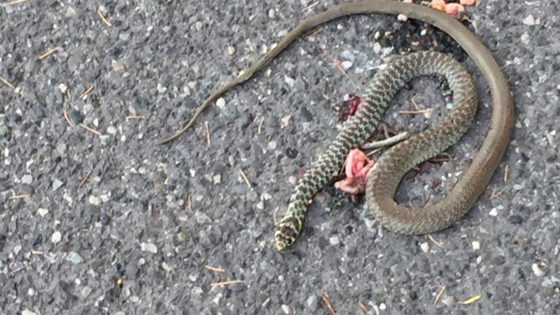 Allarme-vipera in via Manfredi: l'esperto fuga i dubbi. FOTO