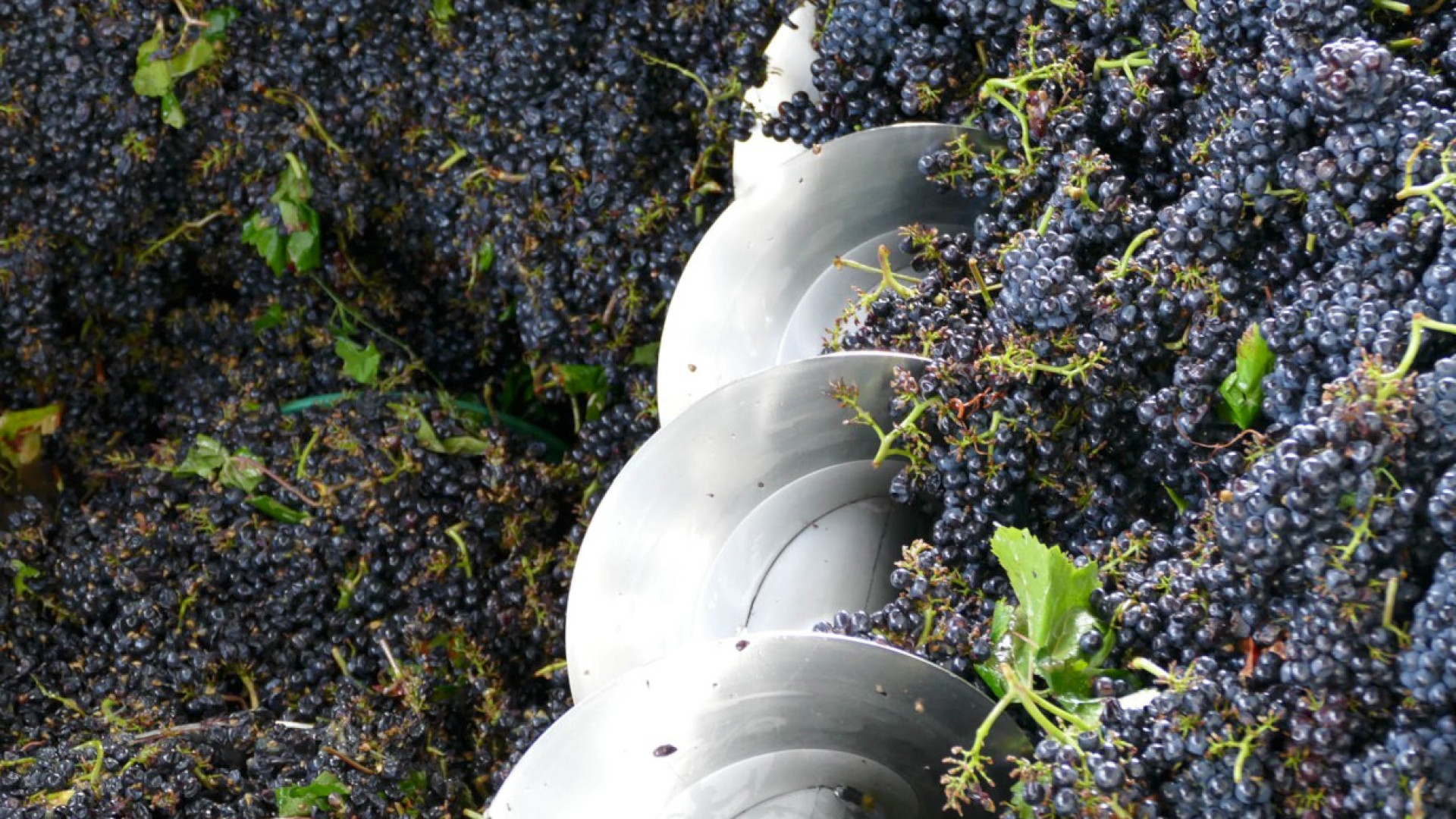 Cantina di Vicobarone, arrivati i primi 500 quintali di uva: "Annata al top"