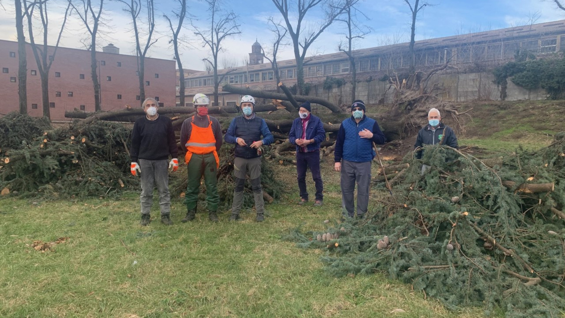 Daturi, grazie ai volontari alpini il cedro caduto è pronto per la rimozione