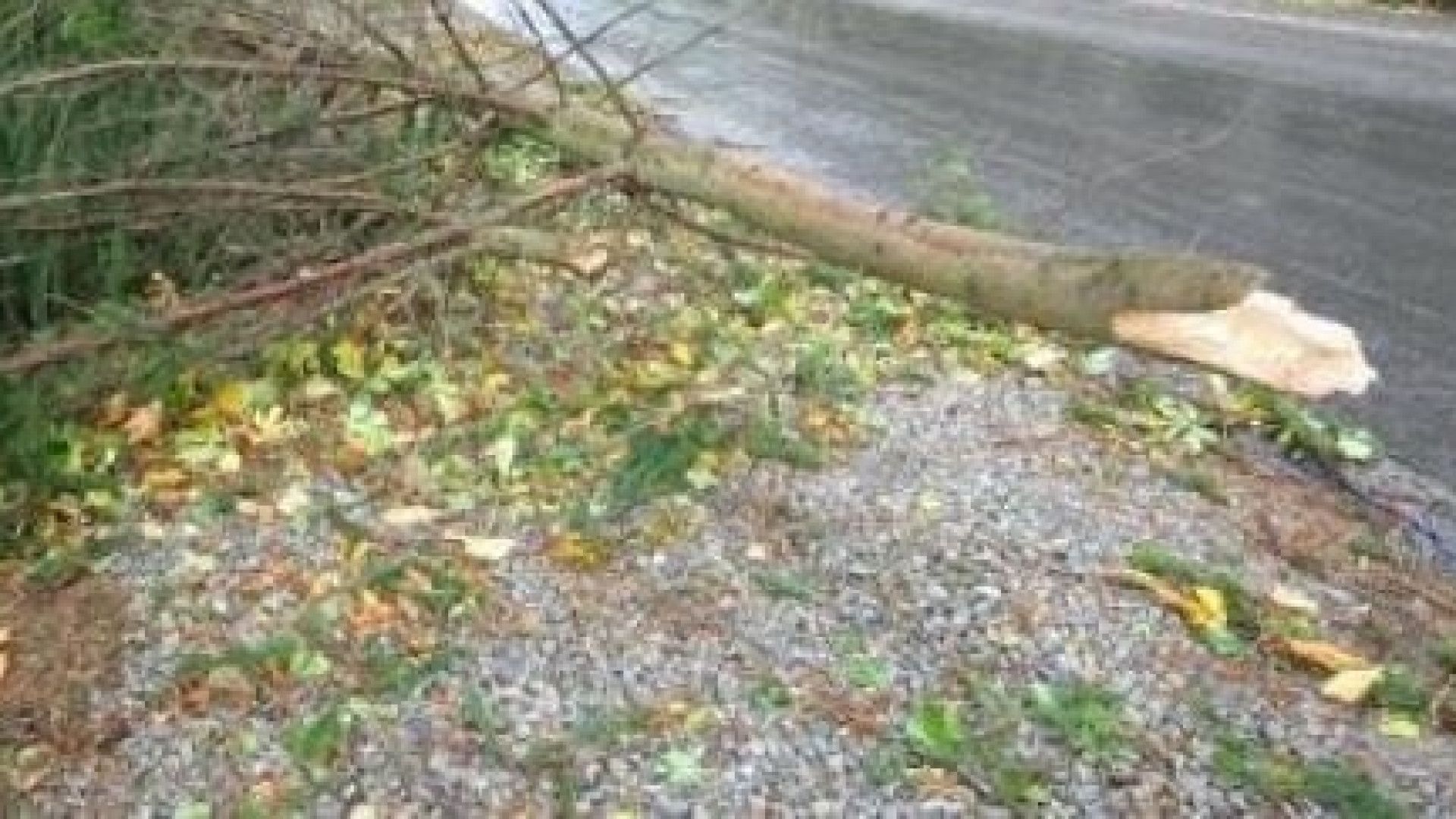 Raffiche di vento, cadono gli alberi. Due auto danneggiate in via Mercati