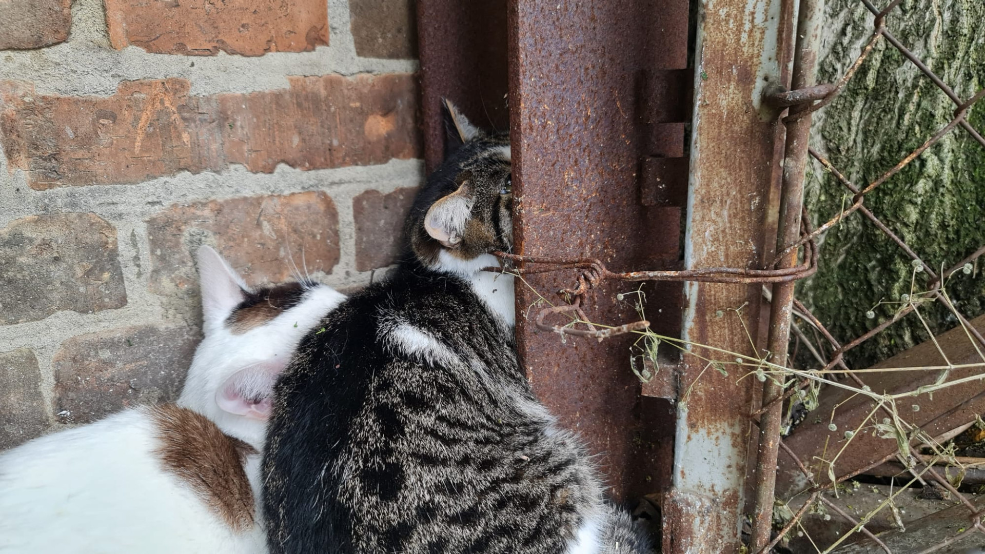 Salvato il gatto imprigionato, l'amico non lo ha mai abbandonato IL VIDEO