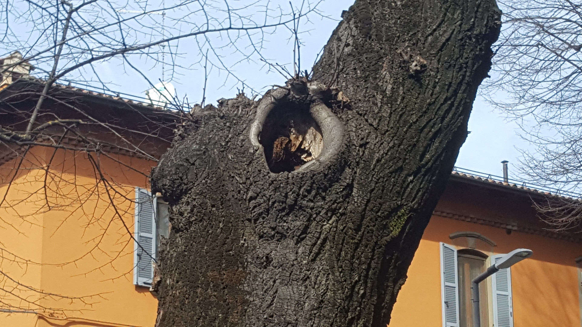 Tigli malati, da lunedì l'abbattimento. Mancioppi: "Verranno sostituiti"