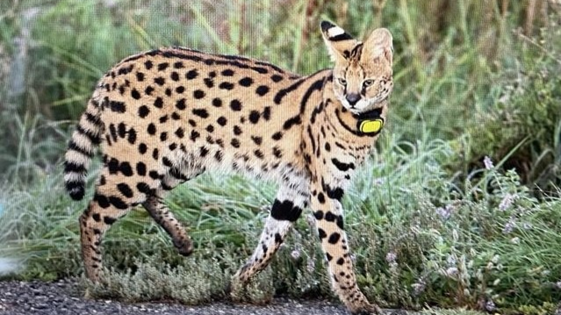 Continuano le ricerche del gatto Savannah avvistato tra le colline di Gropparello