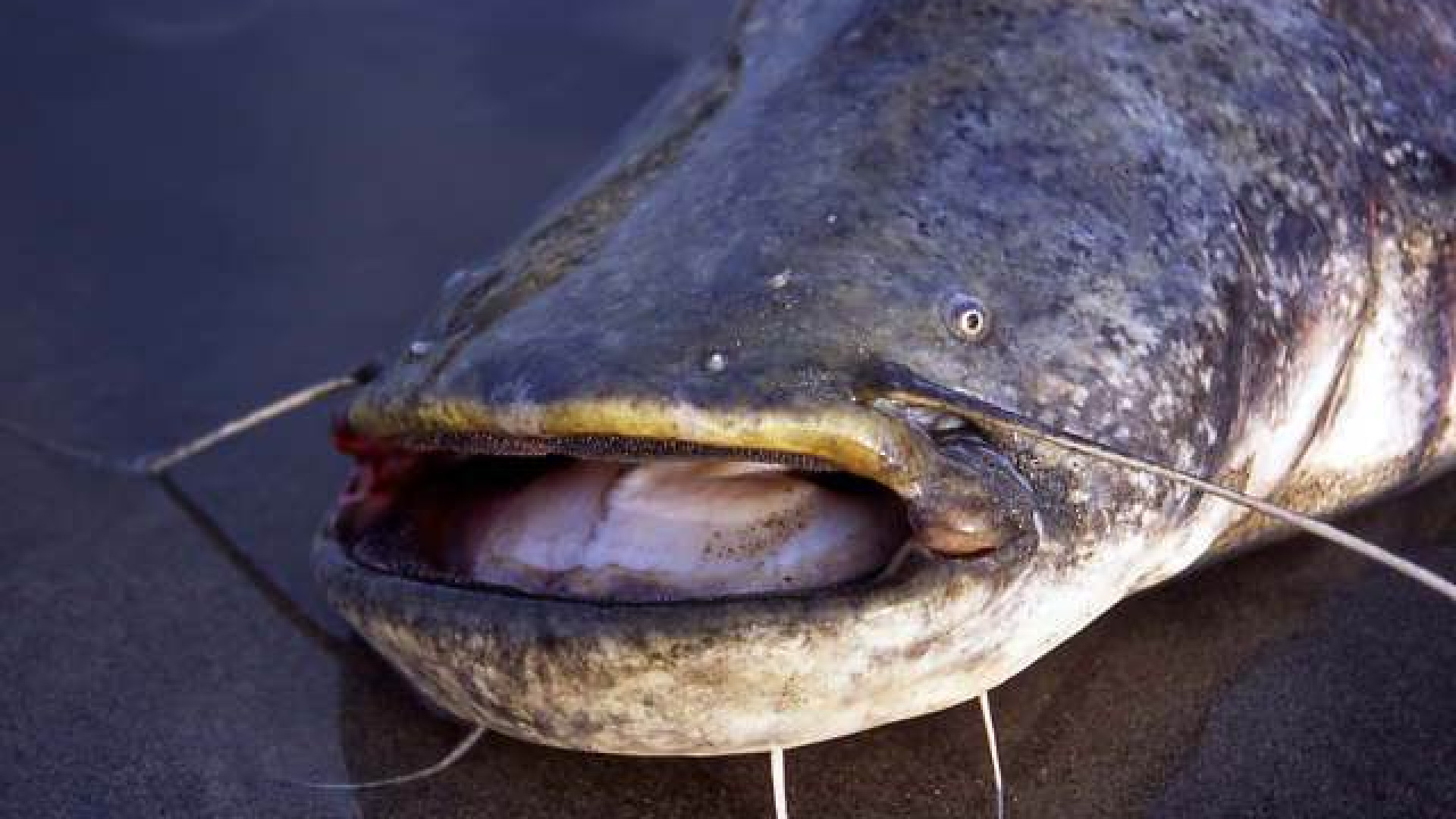 Po, il grande malato: carpe e siluri al mercurio e alla diossina