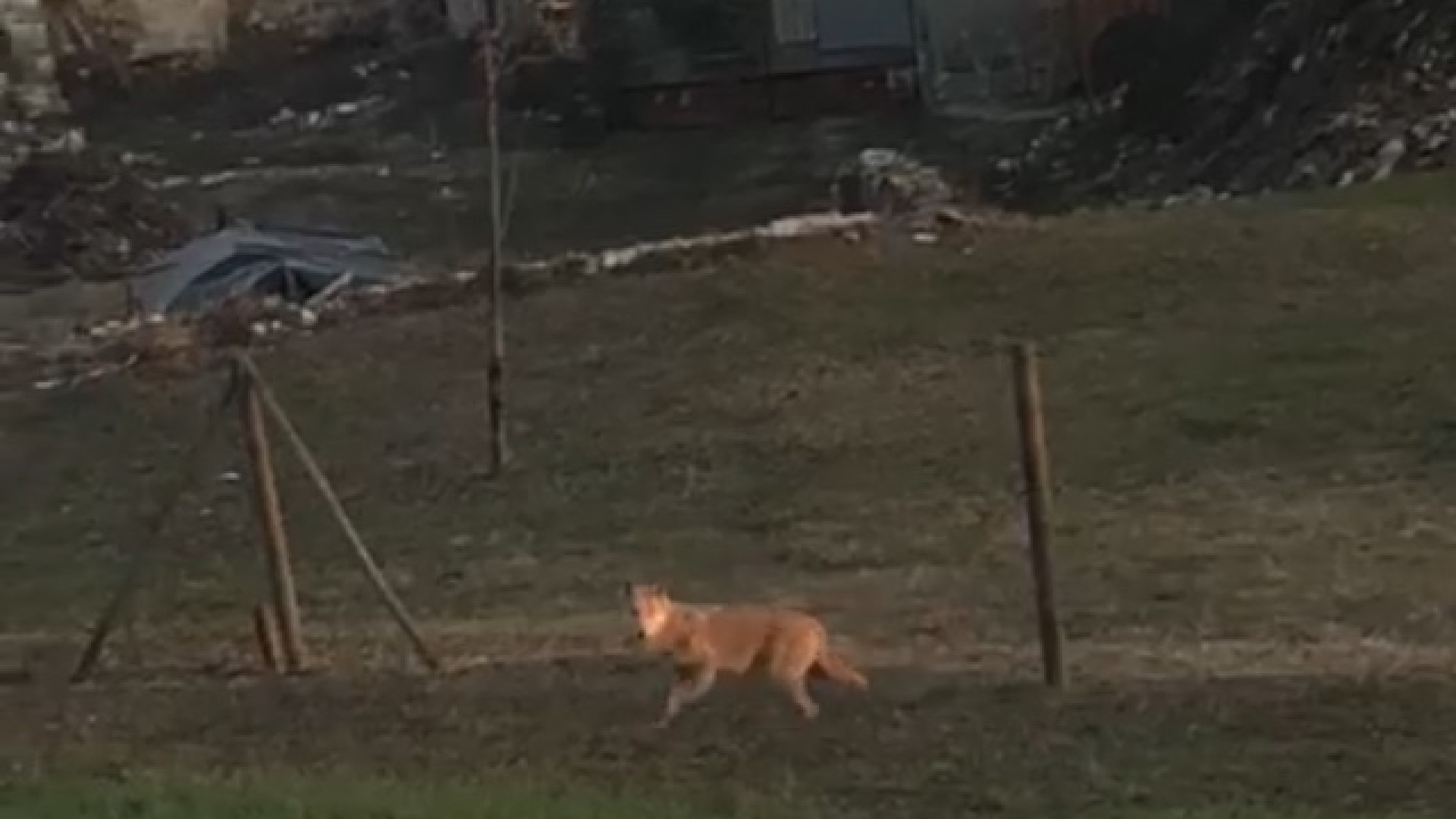 Mentre attende l'arrivo dello scuolabus, si ritrova il lupo in giardino