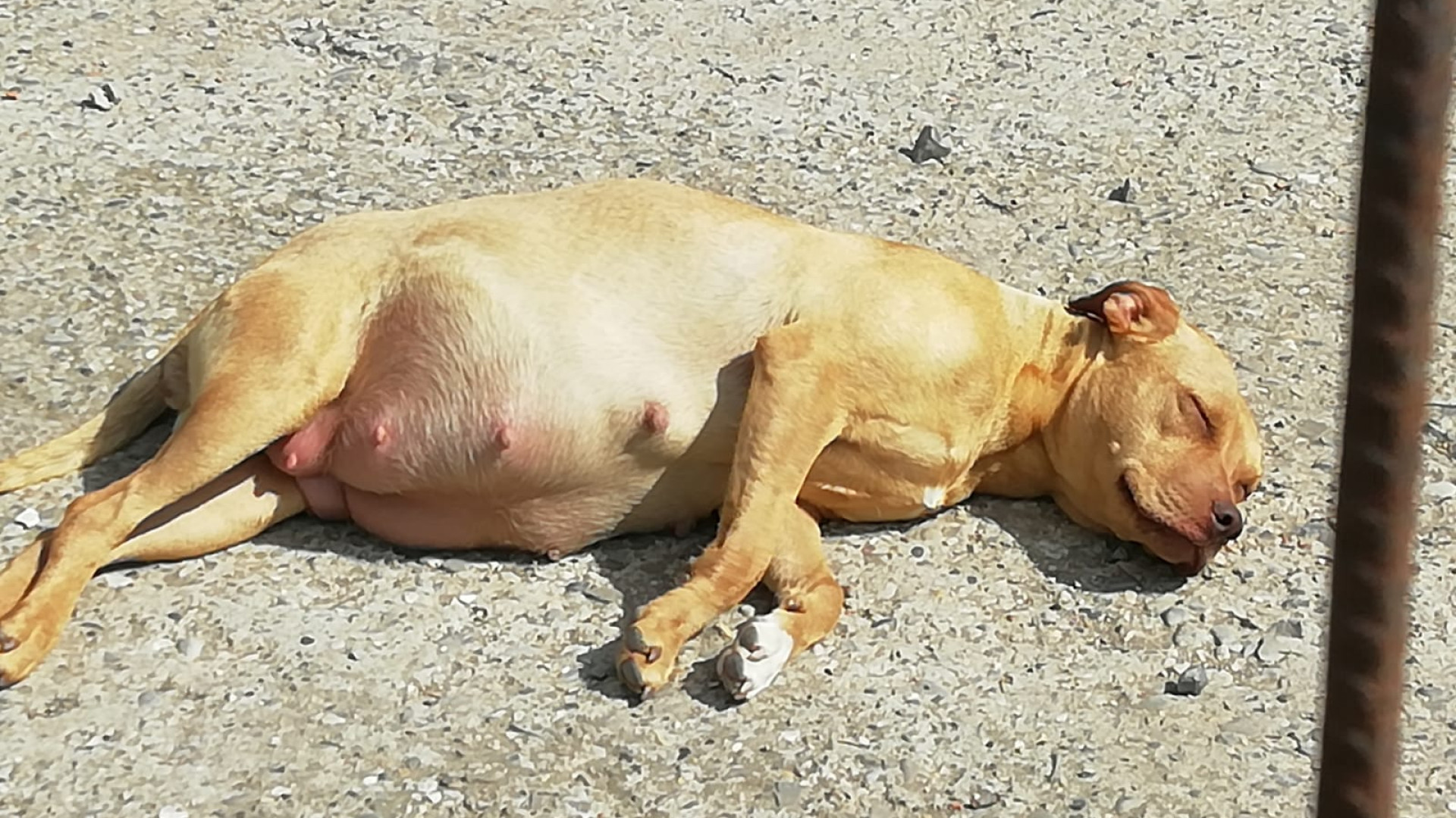 Allevamenti abusivi e cani senza microchip: salvati 190 cuccioli
