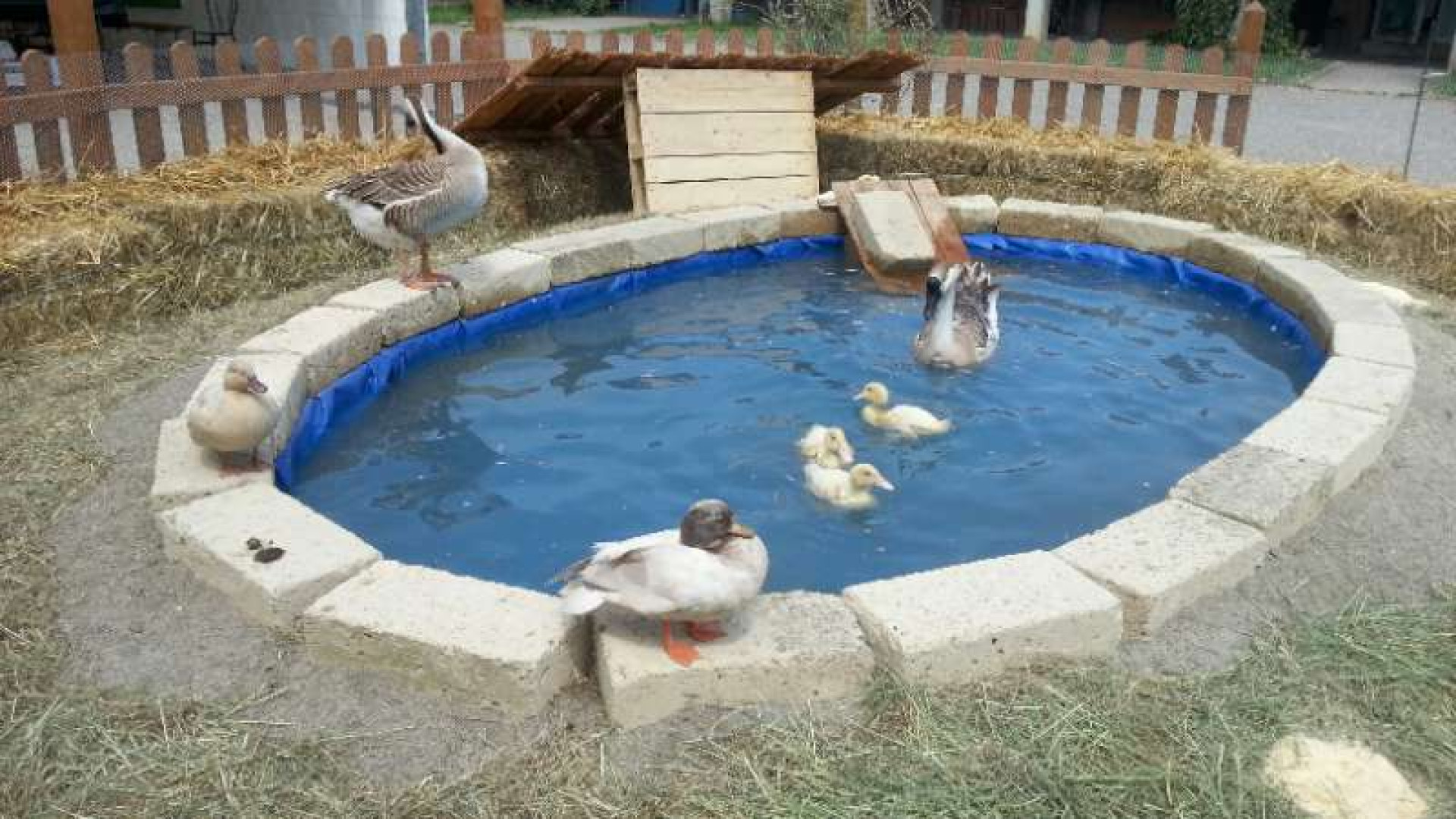 Campus agroalimentare. AgriCultura con gli animali da tutto il mondo