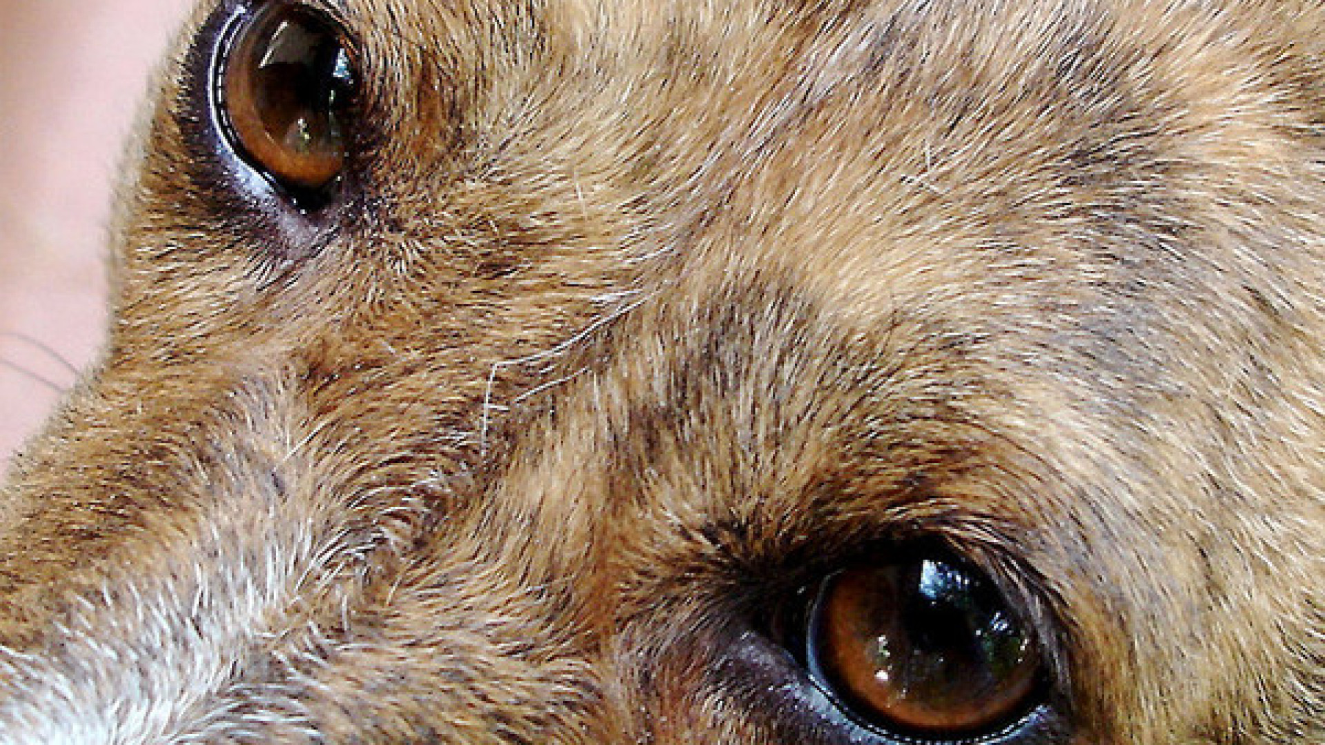 "Un cane ha tentato di azzannare il mio Shiro e mi sono ferito"