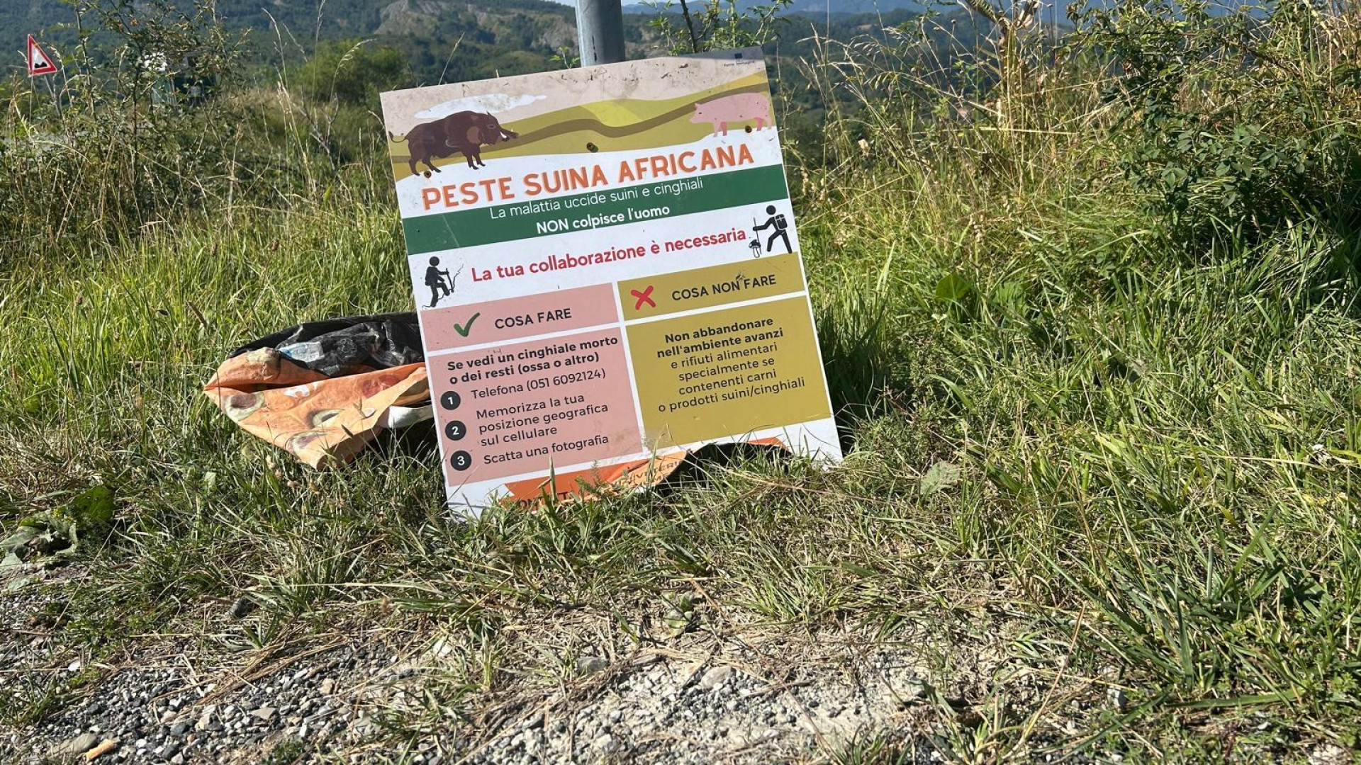 Peste suina, nel Piacentino in zona rossa ci sono 31 allevamenti