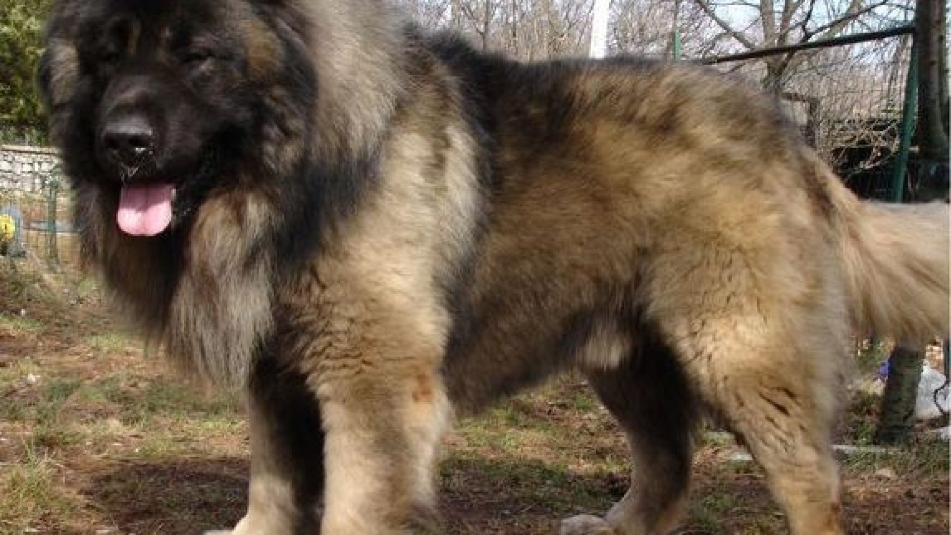 Azzannato dal suo cane, un pastore del Caucaso di 80 chili: ferito un 69enne