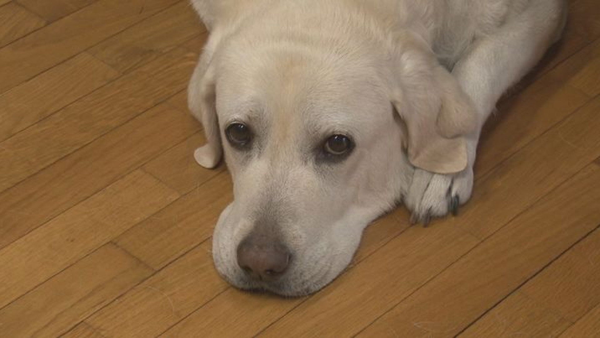 Pulire la pipì dei cani, proprietari pronti al ricorso: nasce un comitato