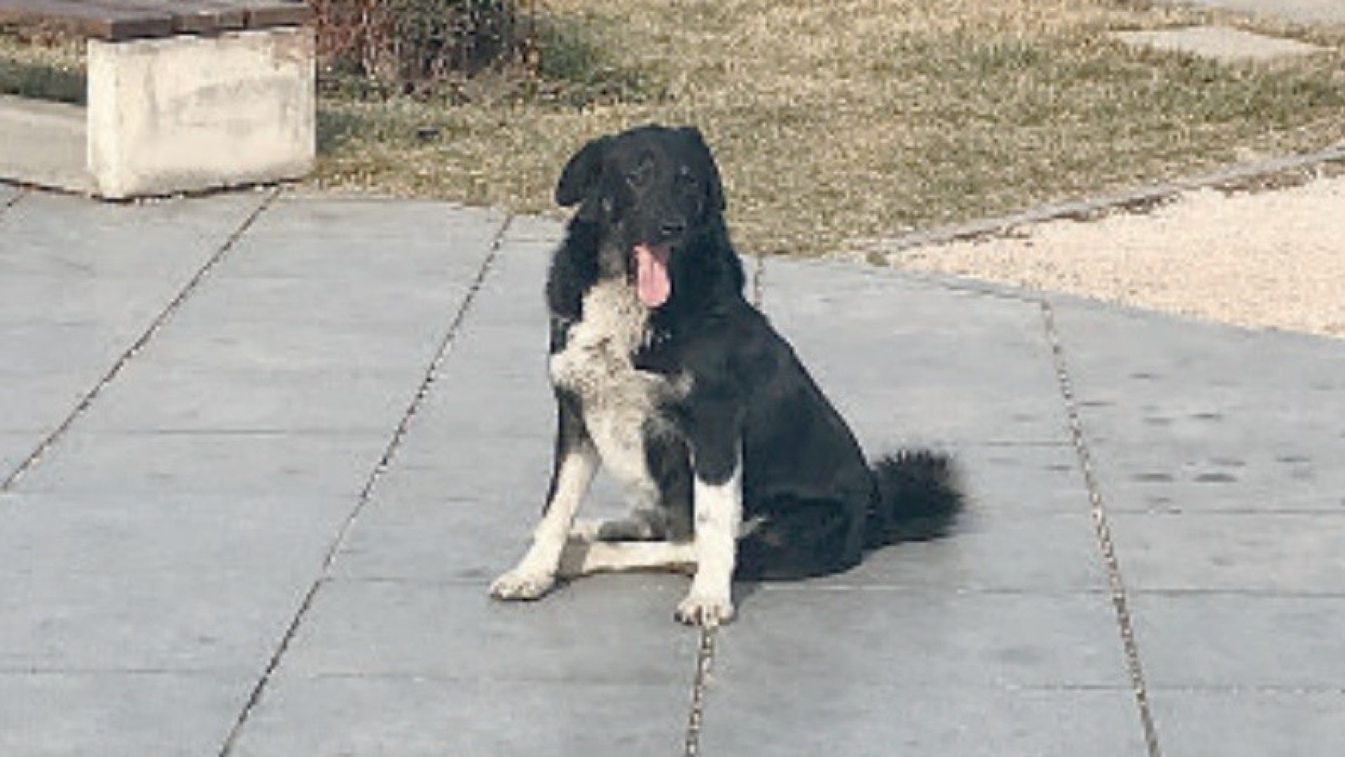 Un passo nel mondo. Tbilisi, la capitale georgiana tra "khinkali" e cani randagi