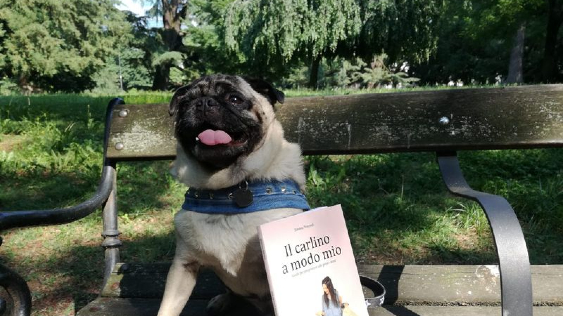 Lo starnuto inverso e curiosità: cosa sapere sui carlini in un libro