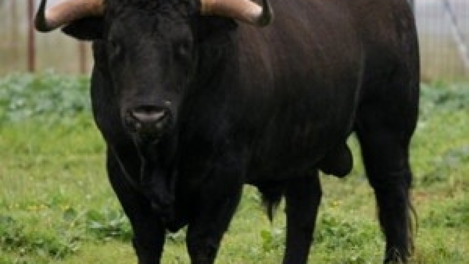 Calendasco: 23enne preso a cornate da un toro, trasportato in ospedale