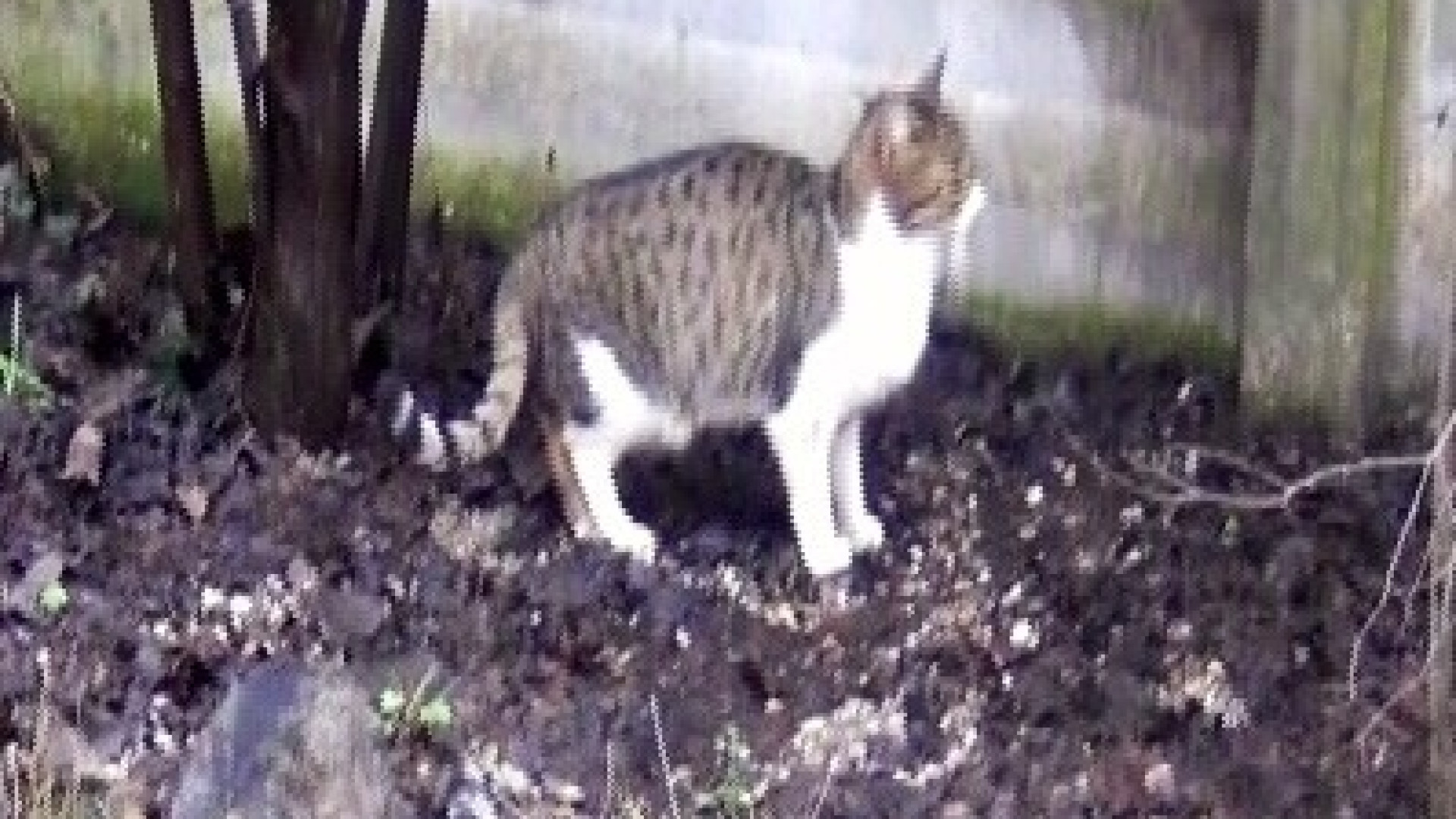 Piazzale Torino "invasa" dai gatti, raccolta firme dei residenti