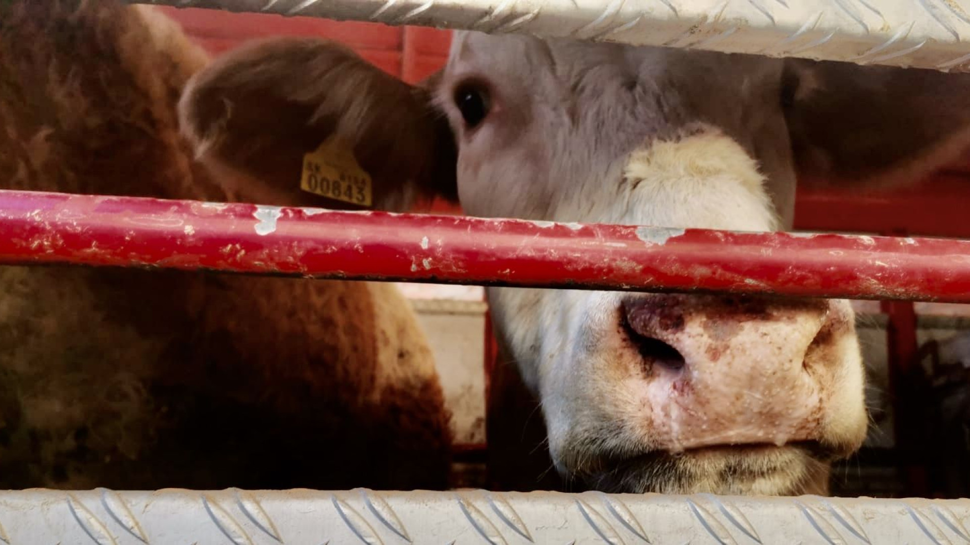 Lingua blu bovina, a Bobbio e Gazzola primi casi di positività di tutta la regione
