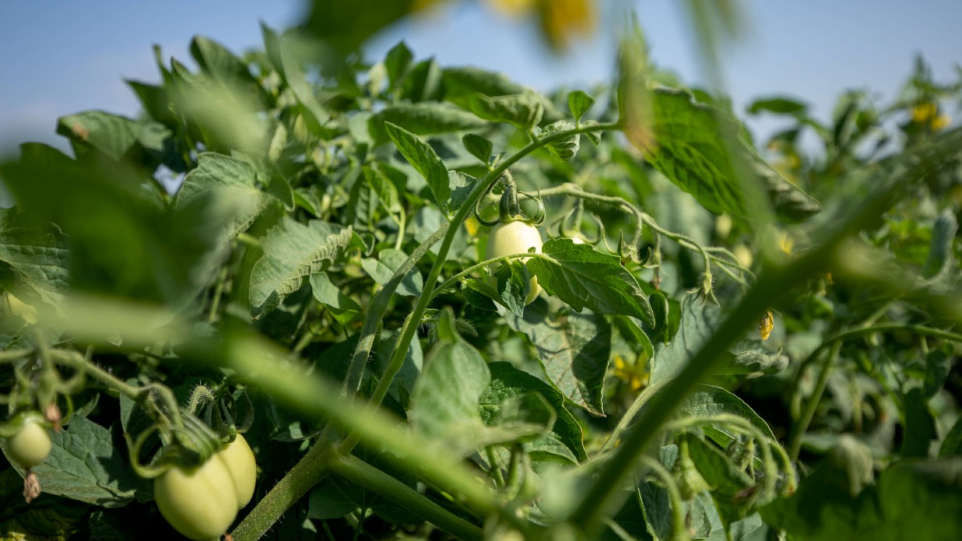 Agricoltura: 120 milioni dalla regione per gli investimenti. Bando a febbraio