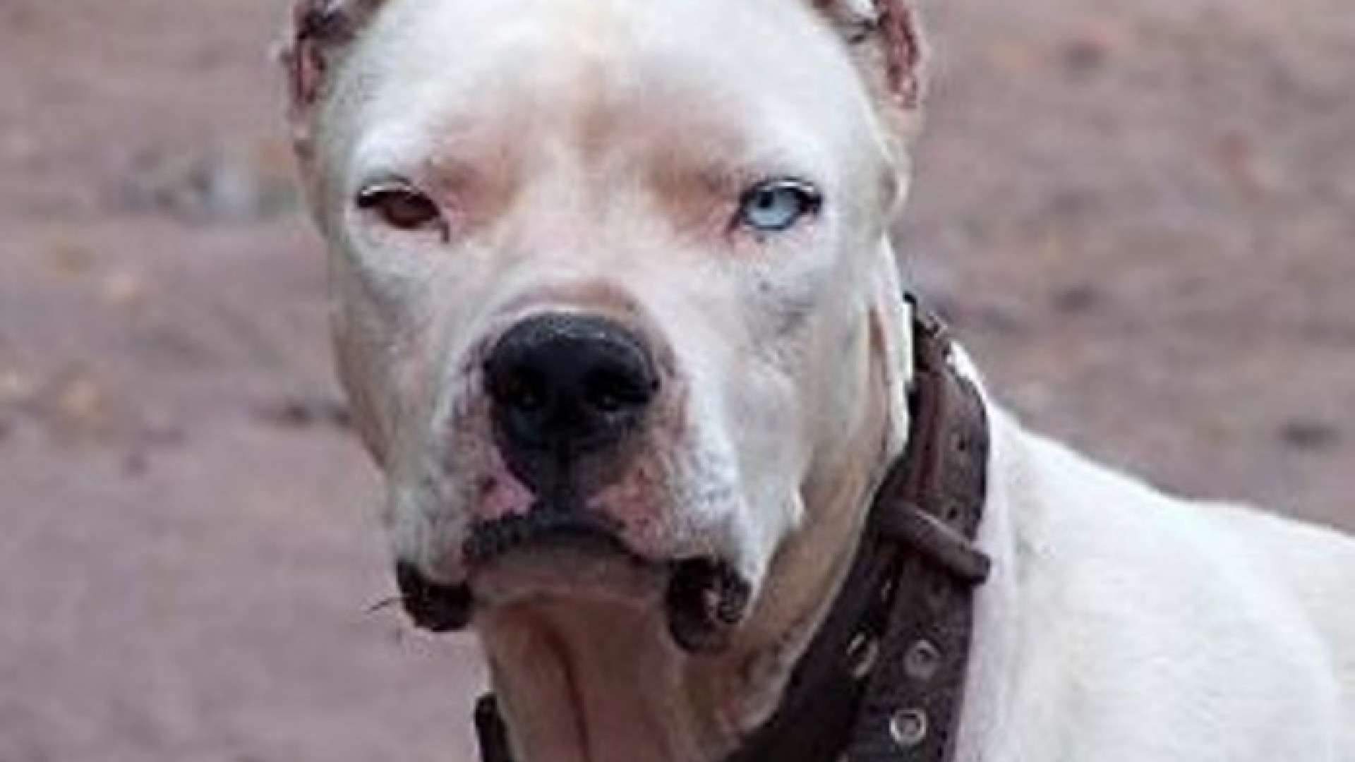 Azzannata dal cane della vicina: "Per fortuna non mi ha uccisa"