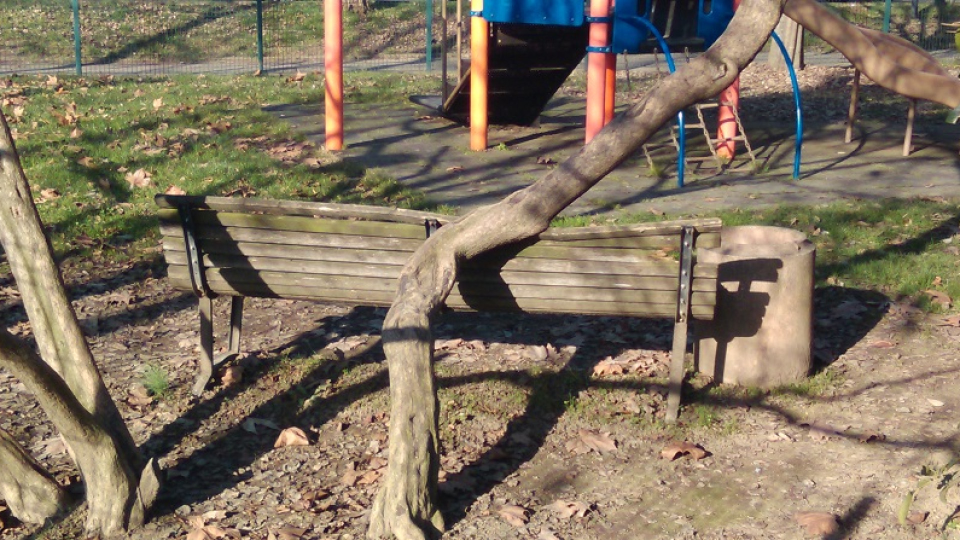 Albero sulla panchina in via Emmanueli: "Se ci fosse stato un bambino?"