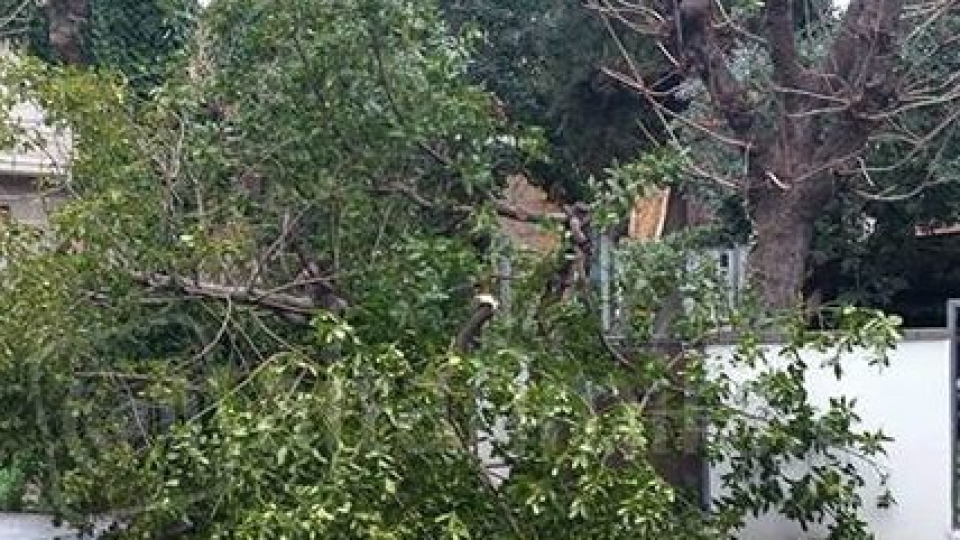 Vento forte nel Piacentino, a San Damiano pianta precipita su cascina
