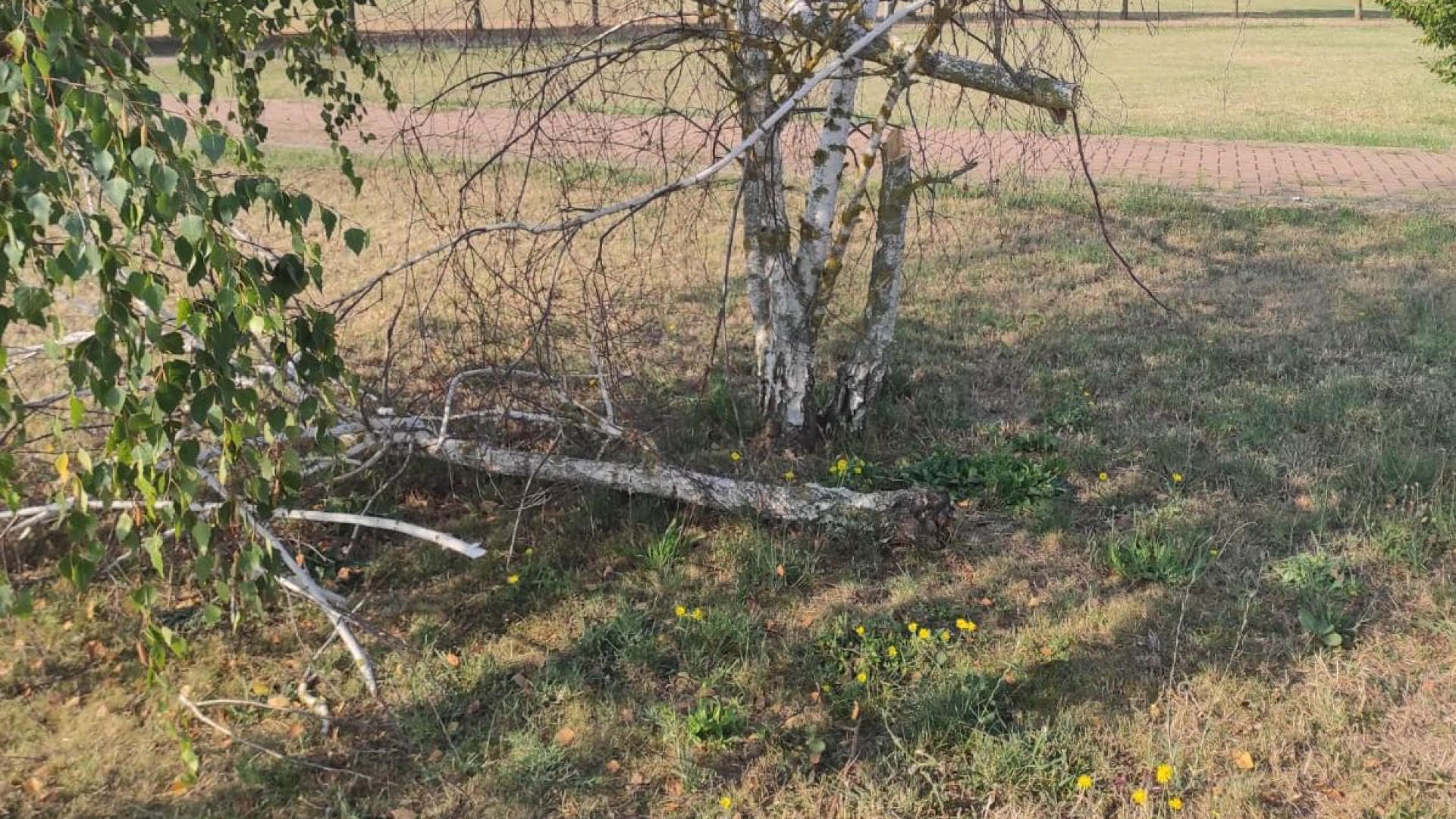 Ivaccari, i residenti: "Piante cadute e siepi malmesse, pericolo nel giardino"