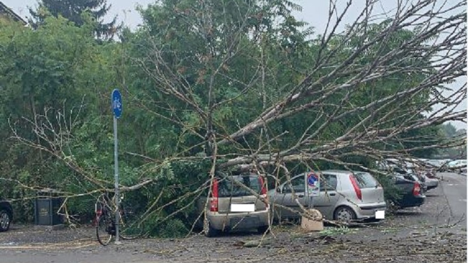 Crolla un grosso albero nel parcheggio: nessun ferito, auto danneggiate