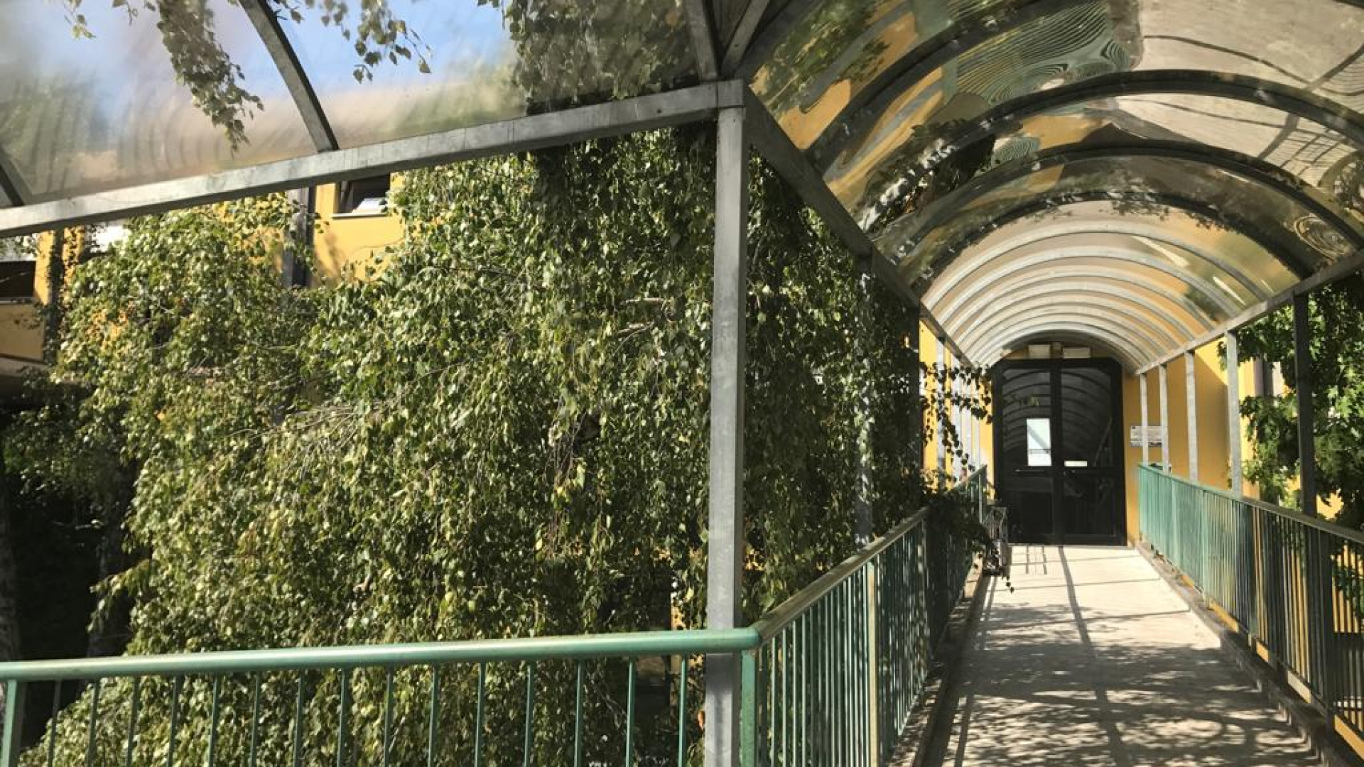 Albero crollato alla Due Giugno, una maestra: "Mai vista una manutenzione in 15 anni"