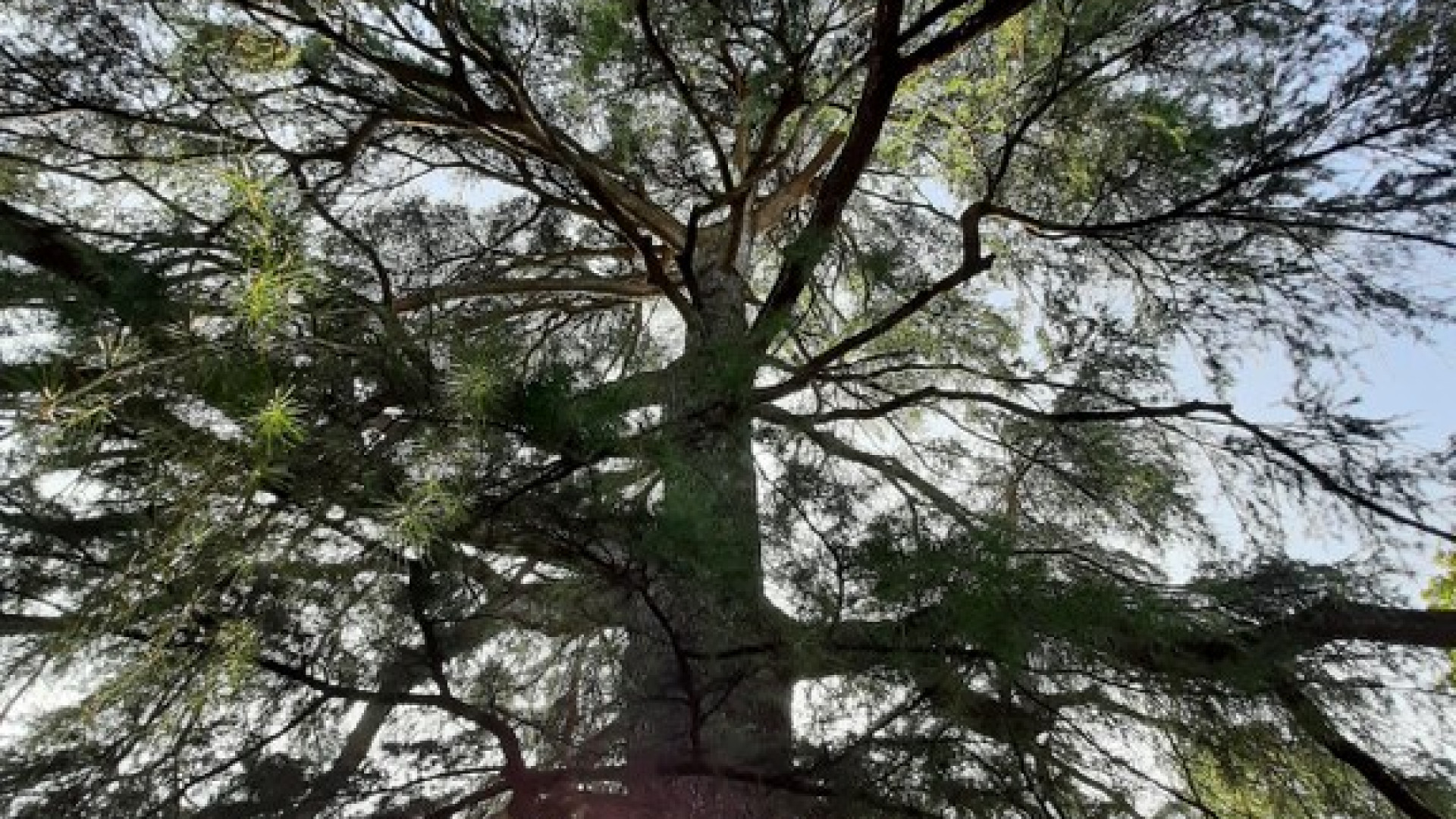 A Castel San Giovanni e Castell'arquato due nuovi alberi monumentali