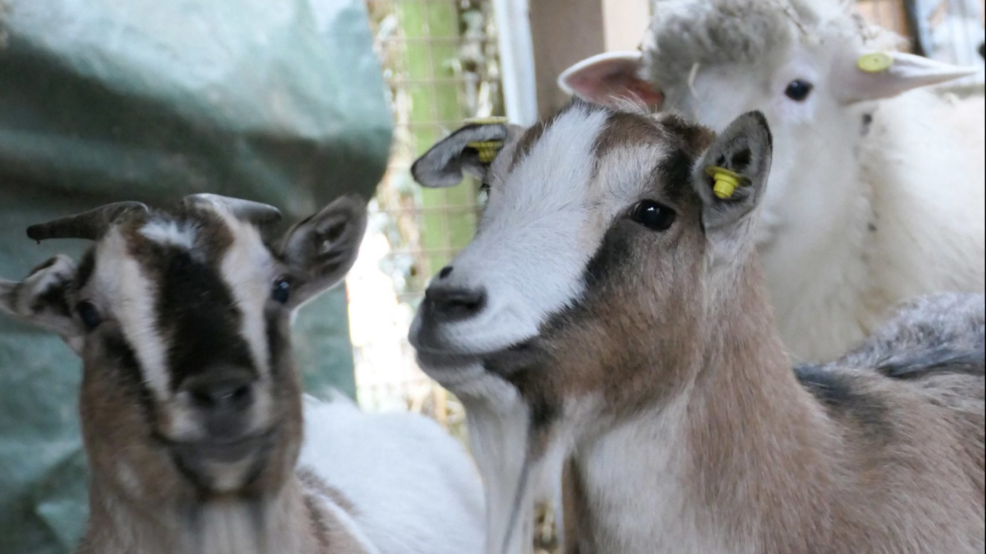 Rio Torto salva 4 caprette tibetane dalla macellazione. "Accolte nella nostra fattoria"