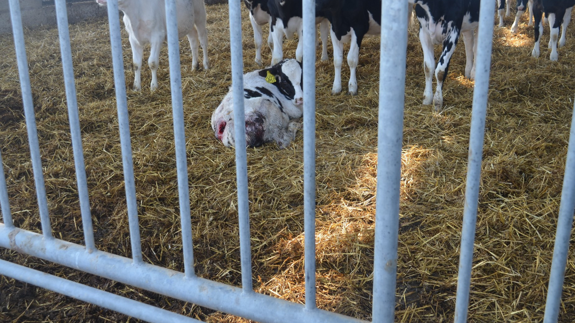 Vitella ferita da un lupo, Coldiretti: "Necessari interventi efficaci"