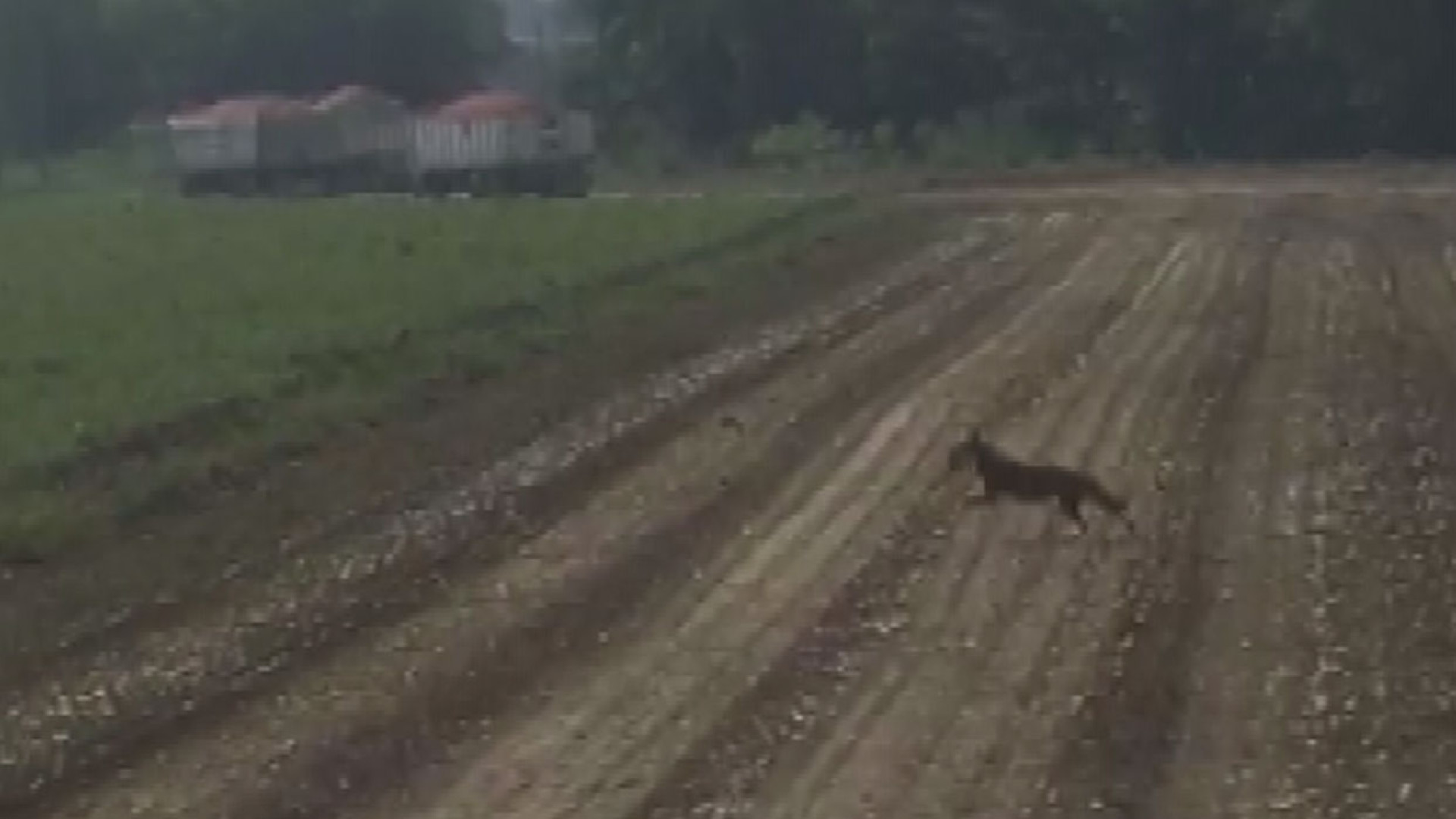 Un lupo in un campo proprio alle porte della città GUARDA IL VIDEO