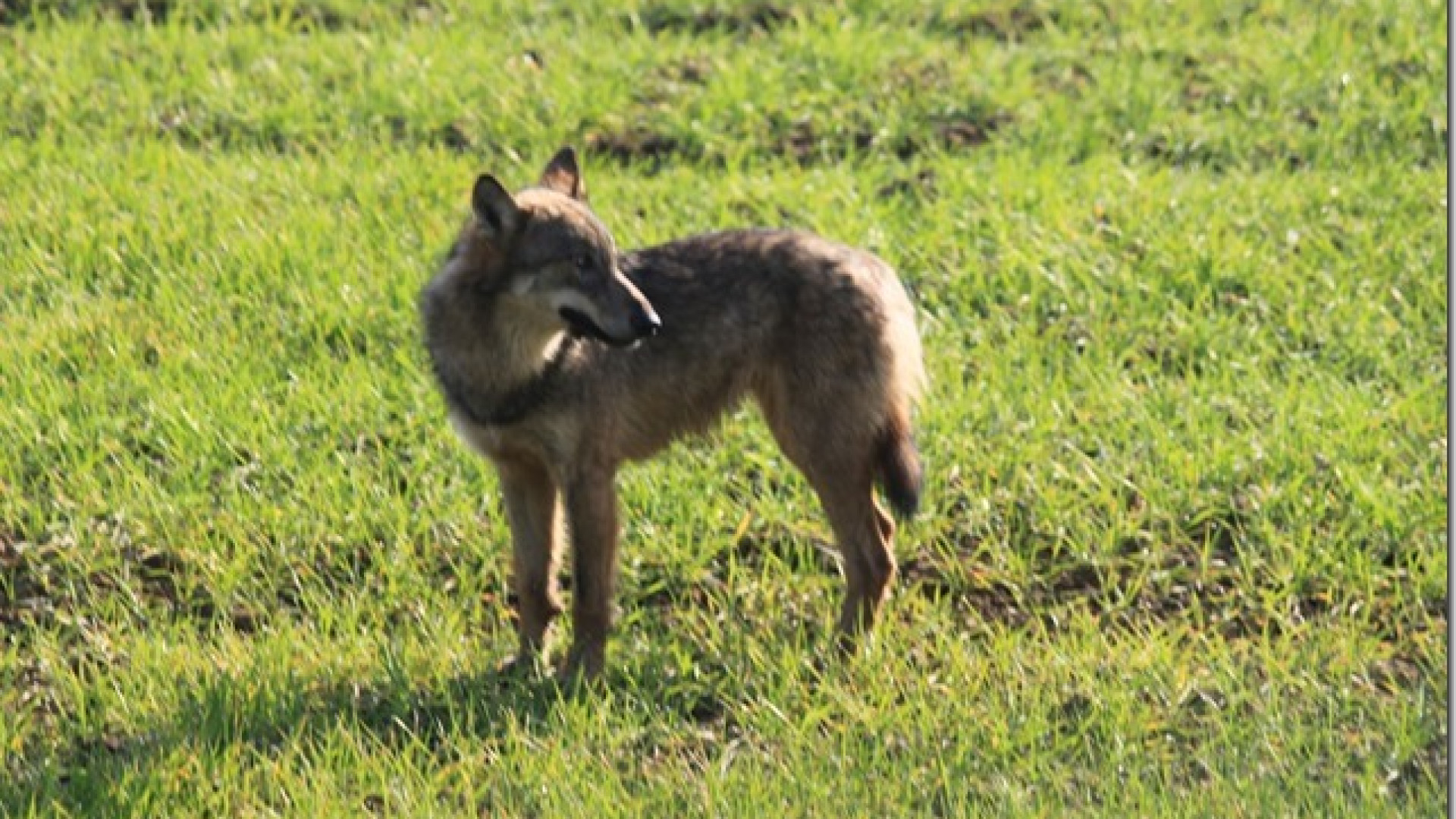 Lupo azzanna capriolo sotto gli occhi degli abitanti di Gavazzini di Gropparello