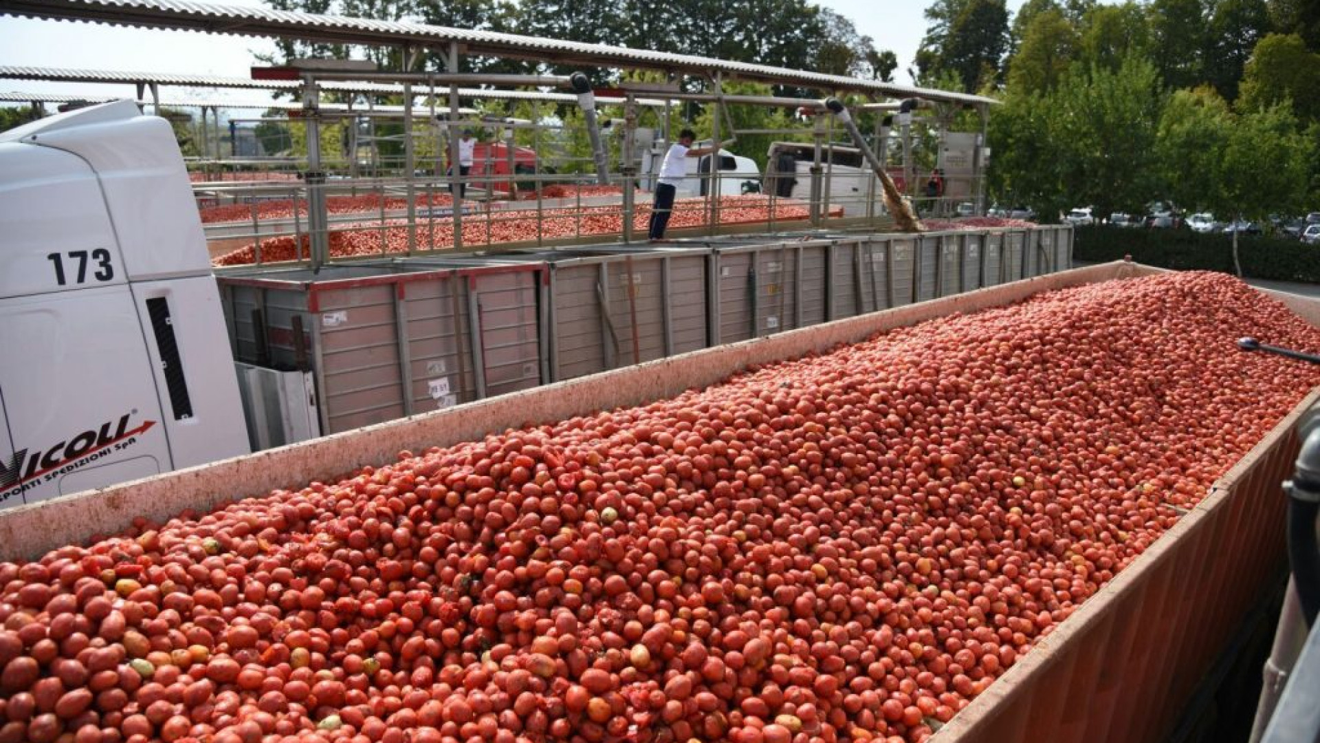 Pomodoro, conclusa la campagna: buona la produzione e qualità elevata