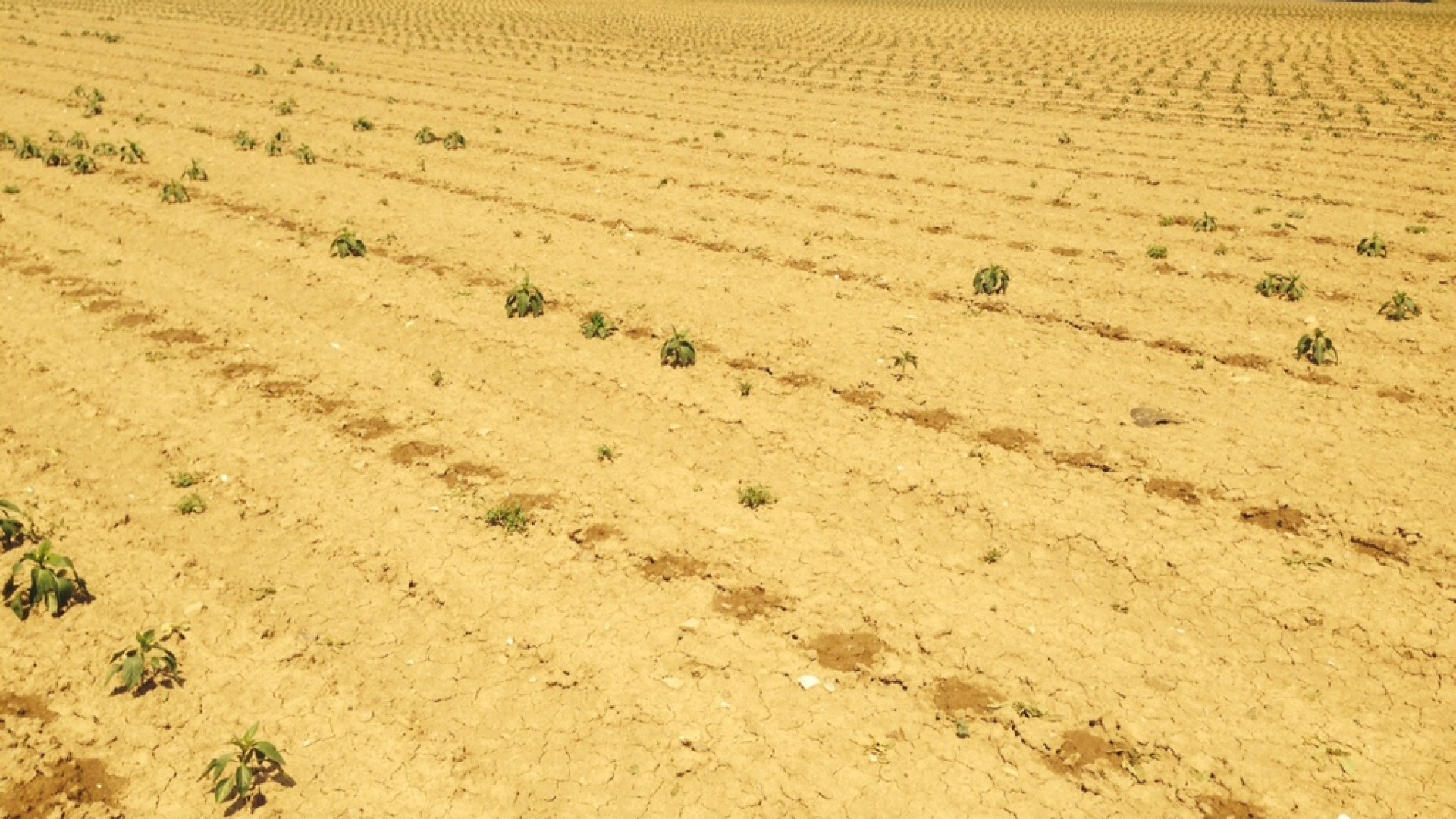 Veggioletta: lepri distruggono 700mila piantine di peperone