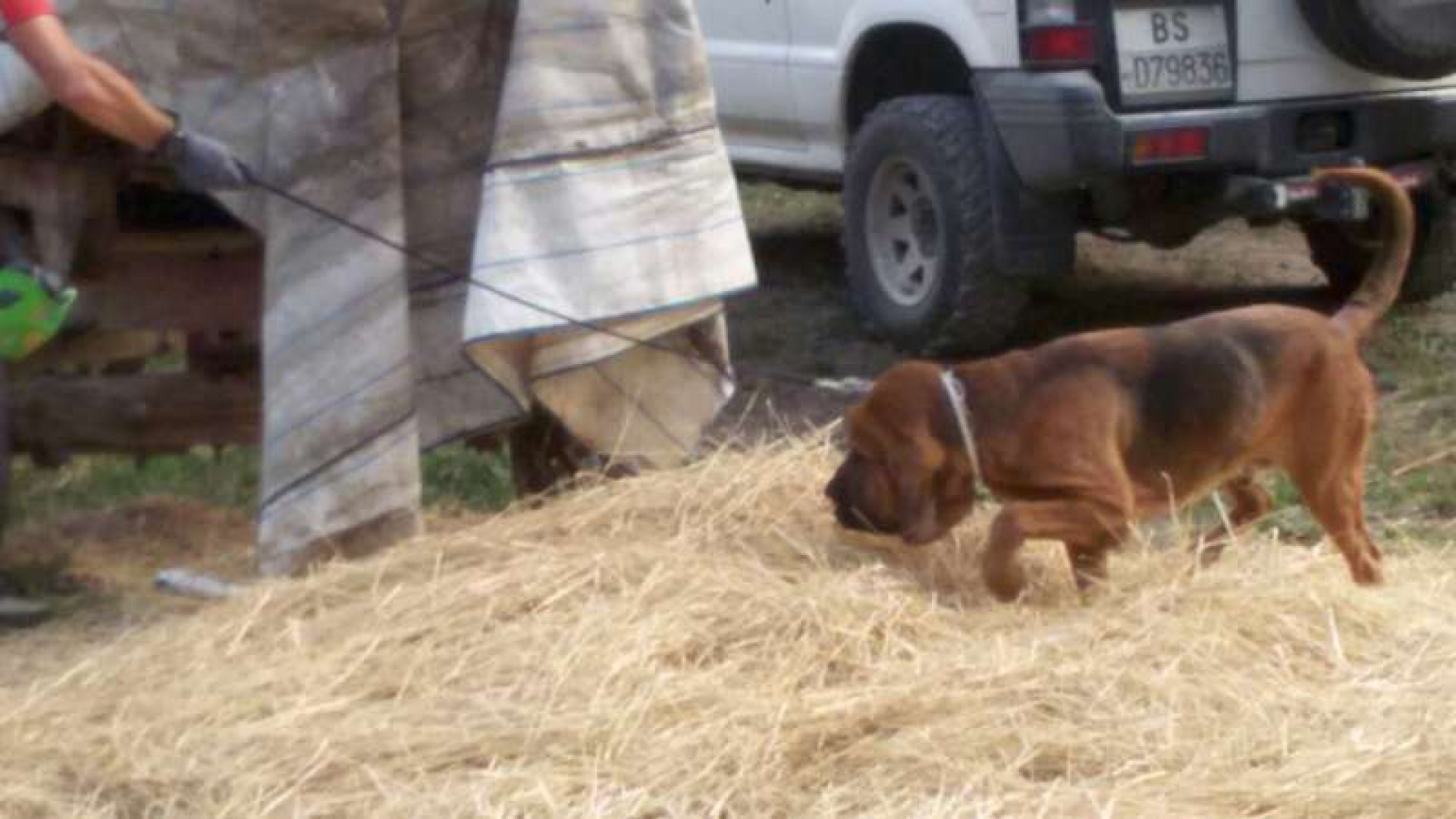 Anziana scomparsa, una traccia. In pista il cane molecolare. Video