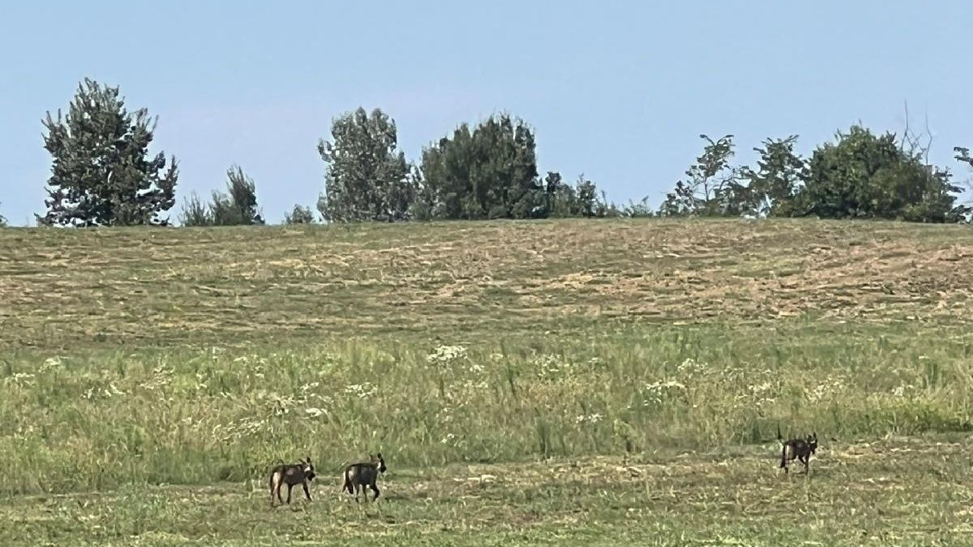 Ancora lupi in val Tidone: le immagini delle campagne di Agazzano