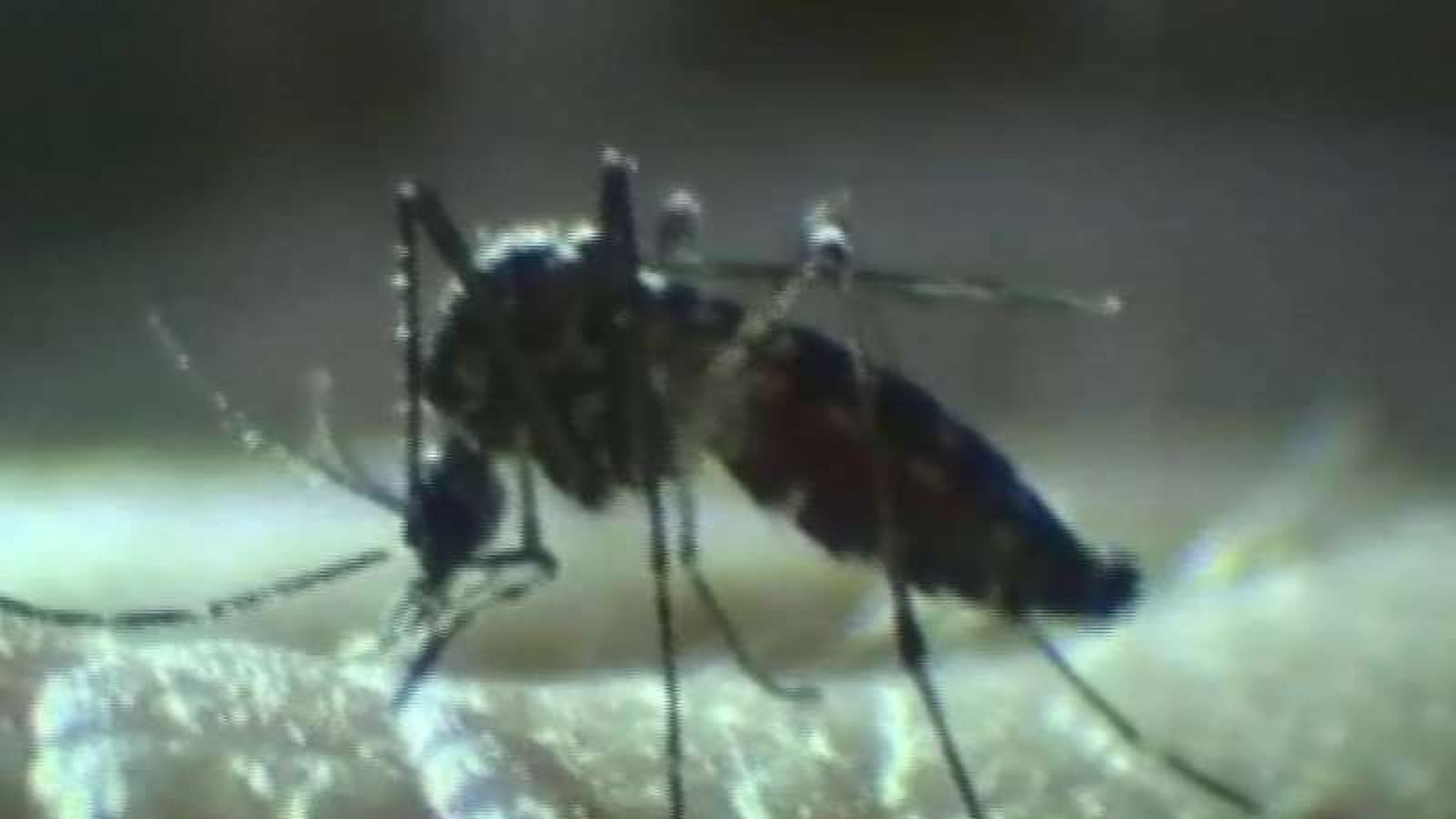 Virus West Nile anche a Piacenza, obbligo di disinfestazione e prevenzione
