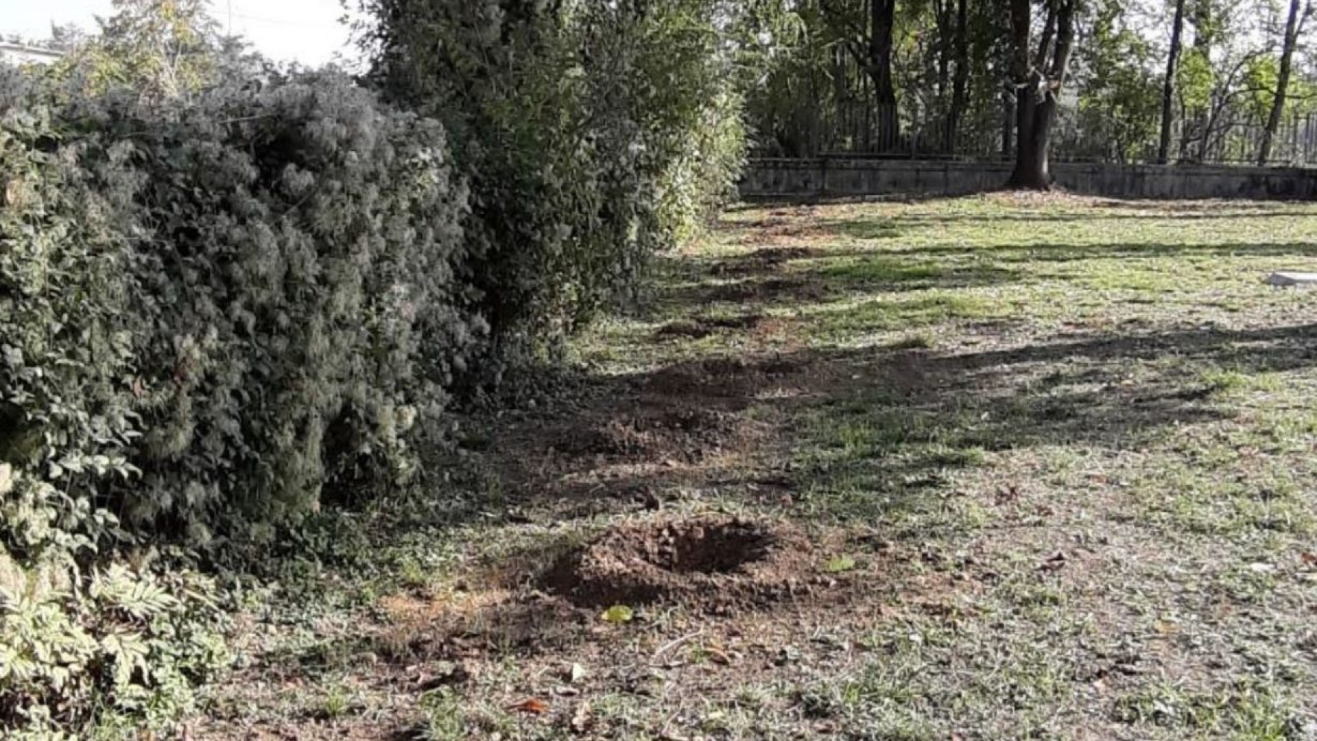 Tigrai, rubate piante del frutteto delle case popolari. Telecamere in arrivo
