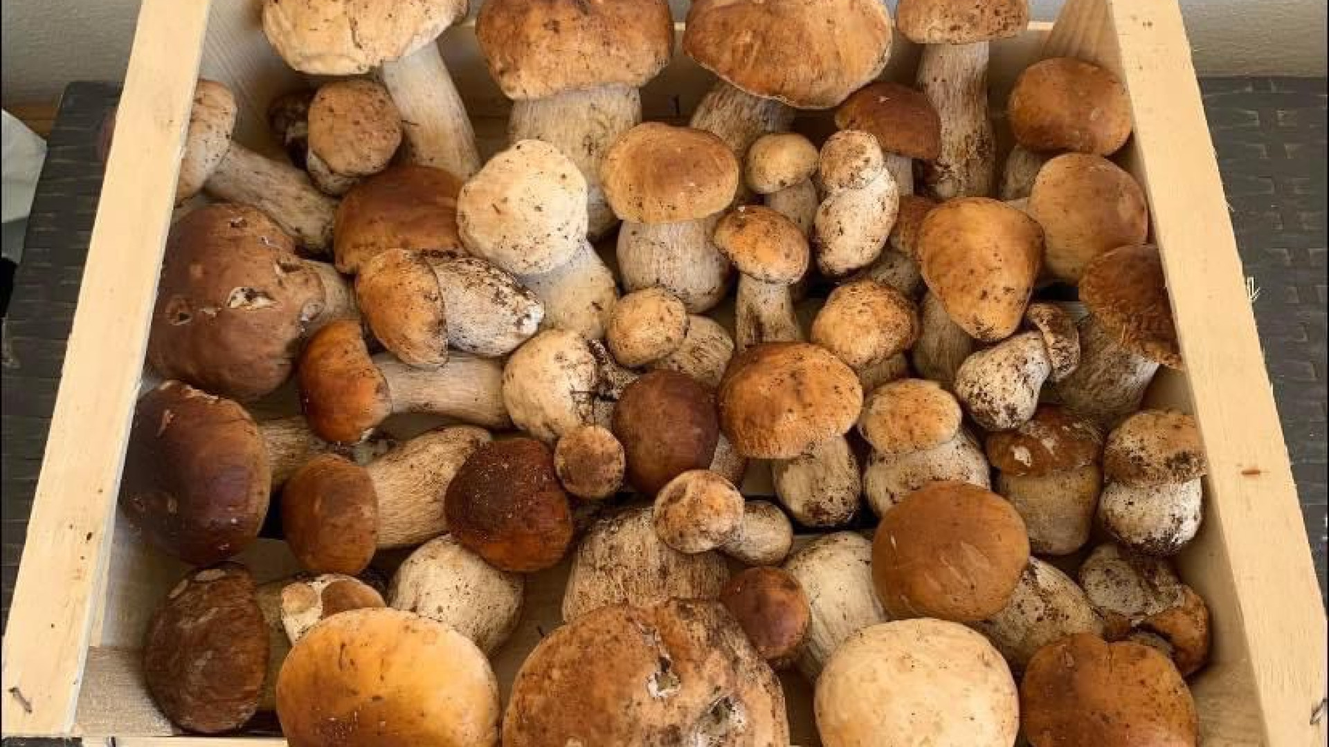 I boschi in alta Val Nure ricchi di funghi.  Già decine di multe per chi non rispetta le regole