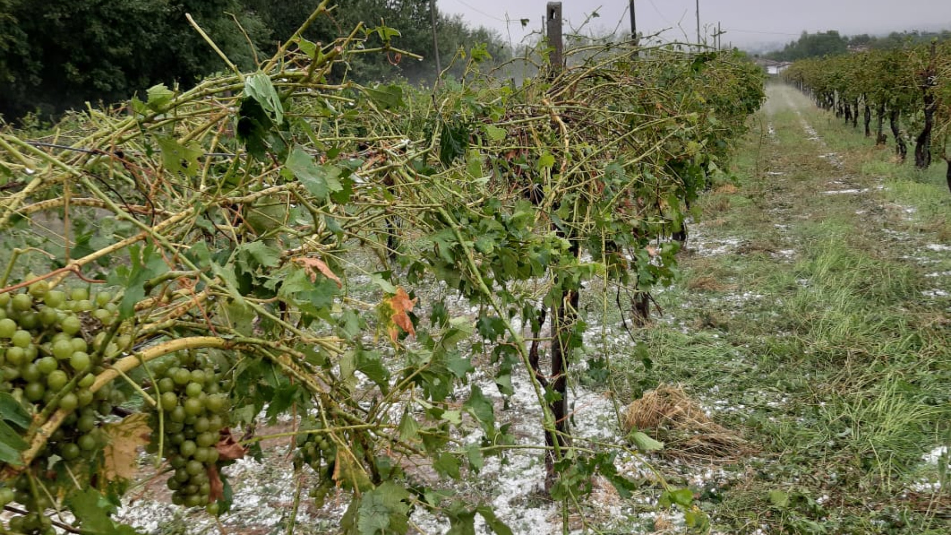 Viti, mais e pomodori flagellati da grandine e raffiche di vento. Coldiretti: "Ingenti perdite"