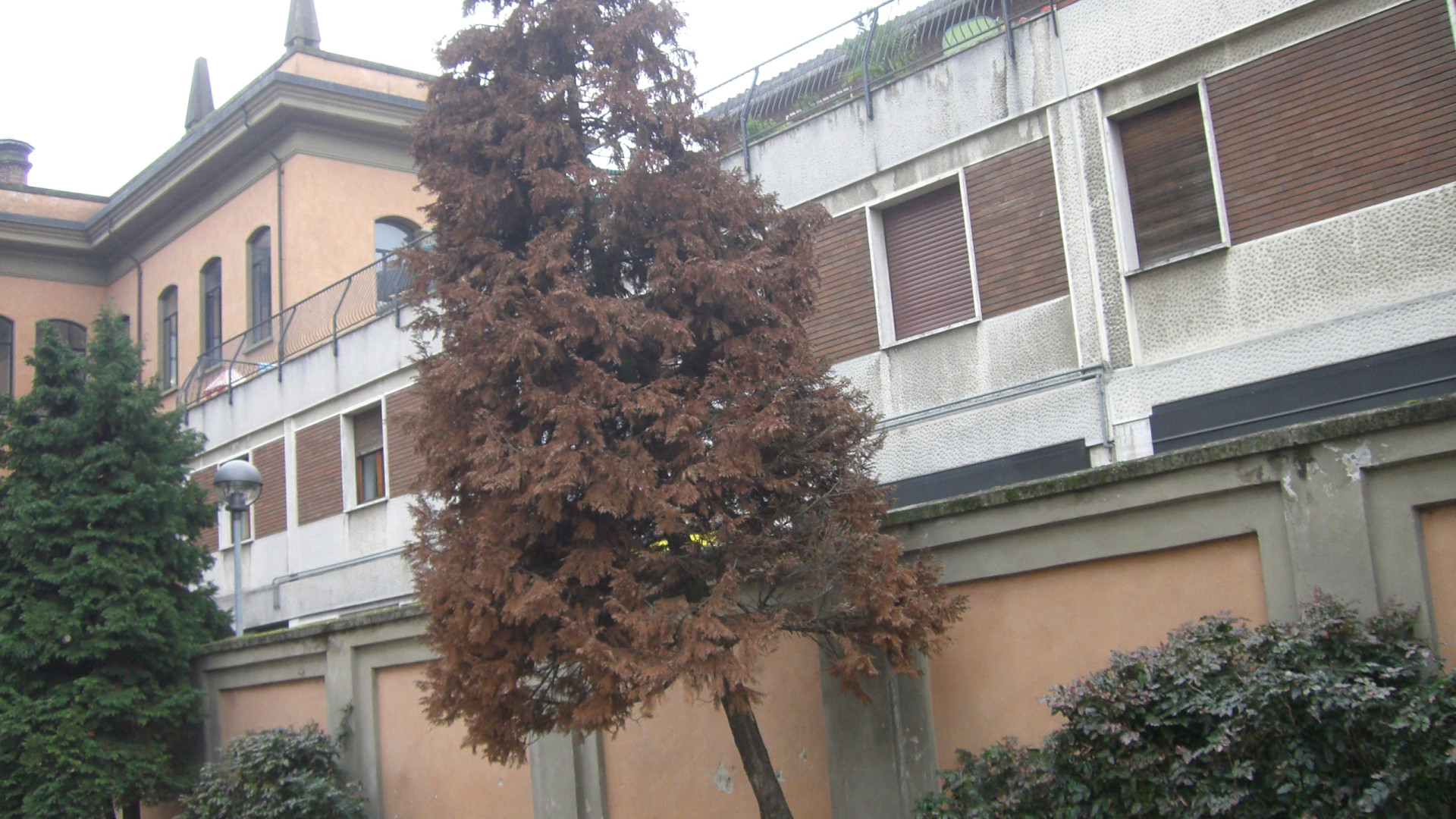 Venti alberi a rischio di instabilità, il Comune procede all'abbattimento