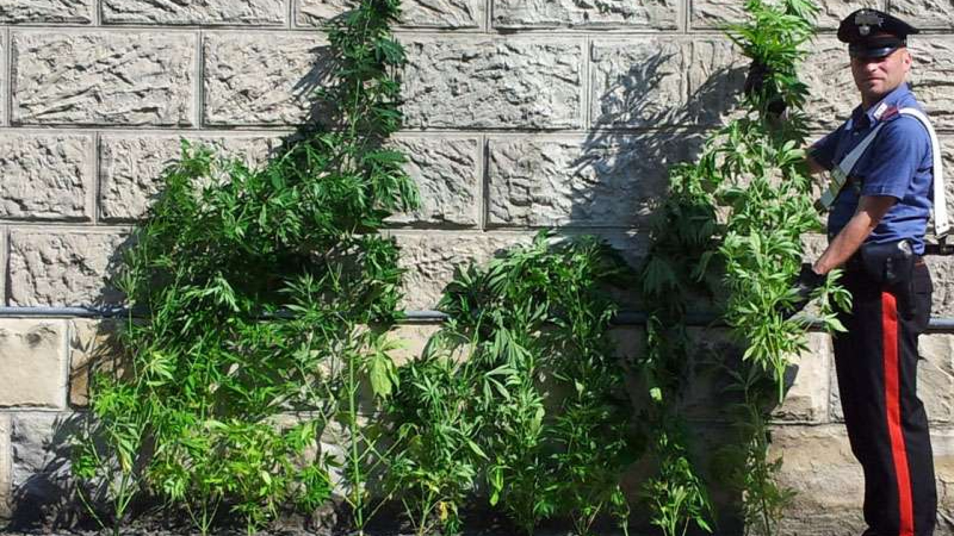 Piantine di marijuana sul balcone, 45enne denunciato