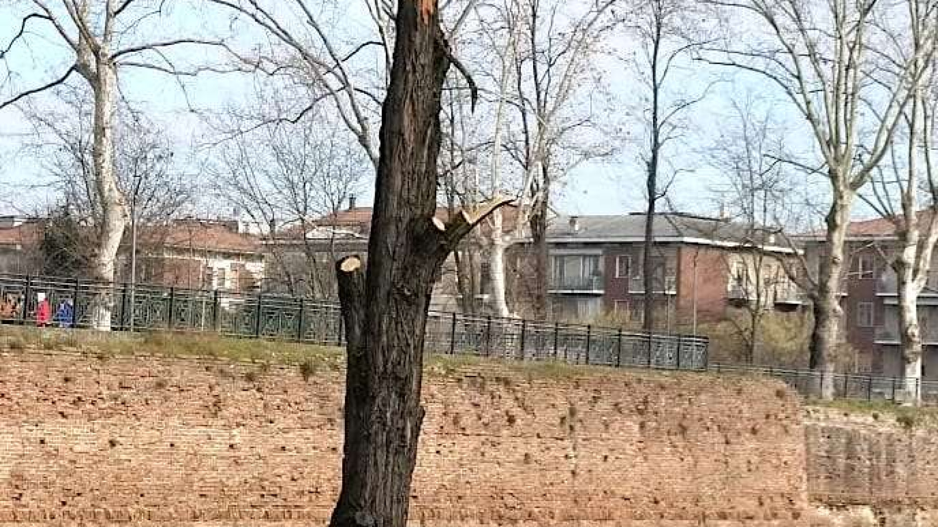Potatura delle piante, Rabuffi: "Disastrosa". Mancioppi: "E' in regola"