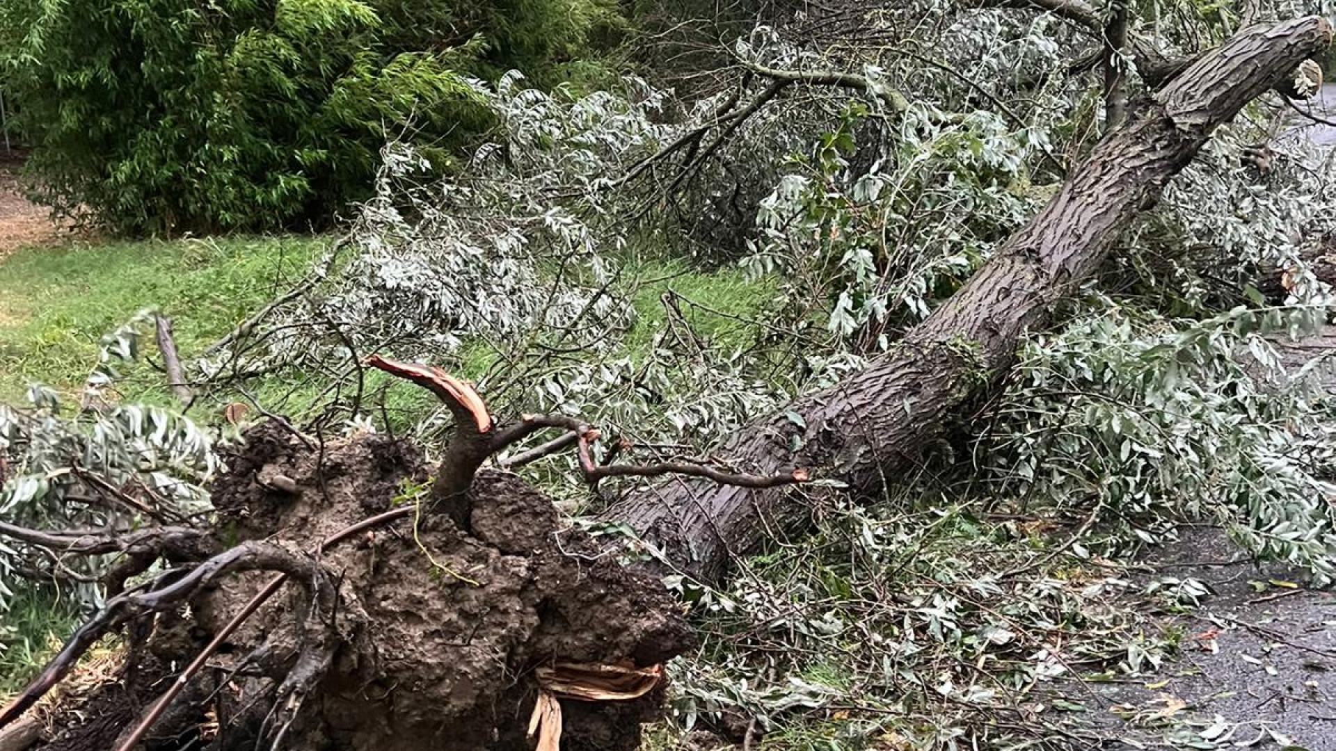 Maltempo, scatta la conta dei danni: 50 interventi, alberi crollati e cimitero allagato